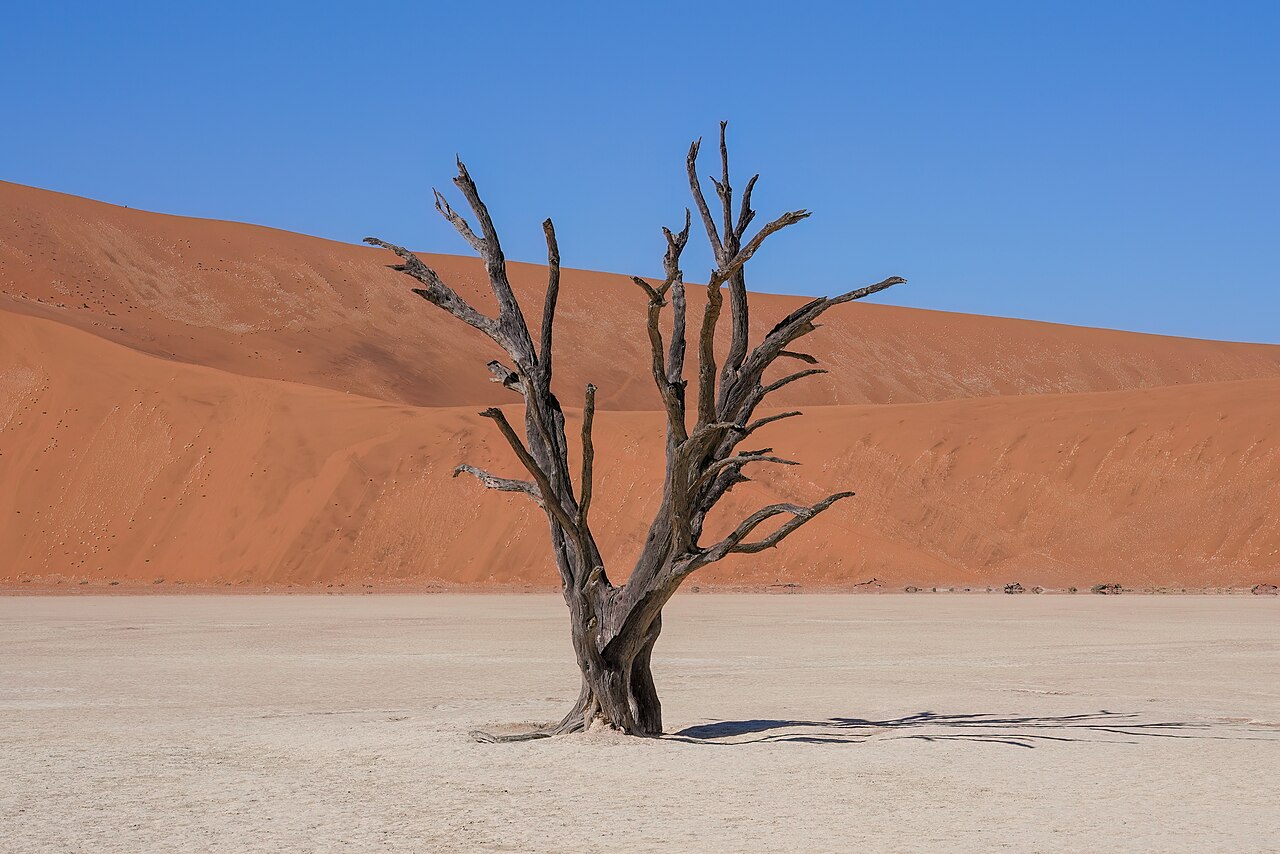 Dead trees on clay pan — Namibia Desert Specialty — 5 Days, Namibia hunt package