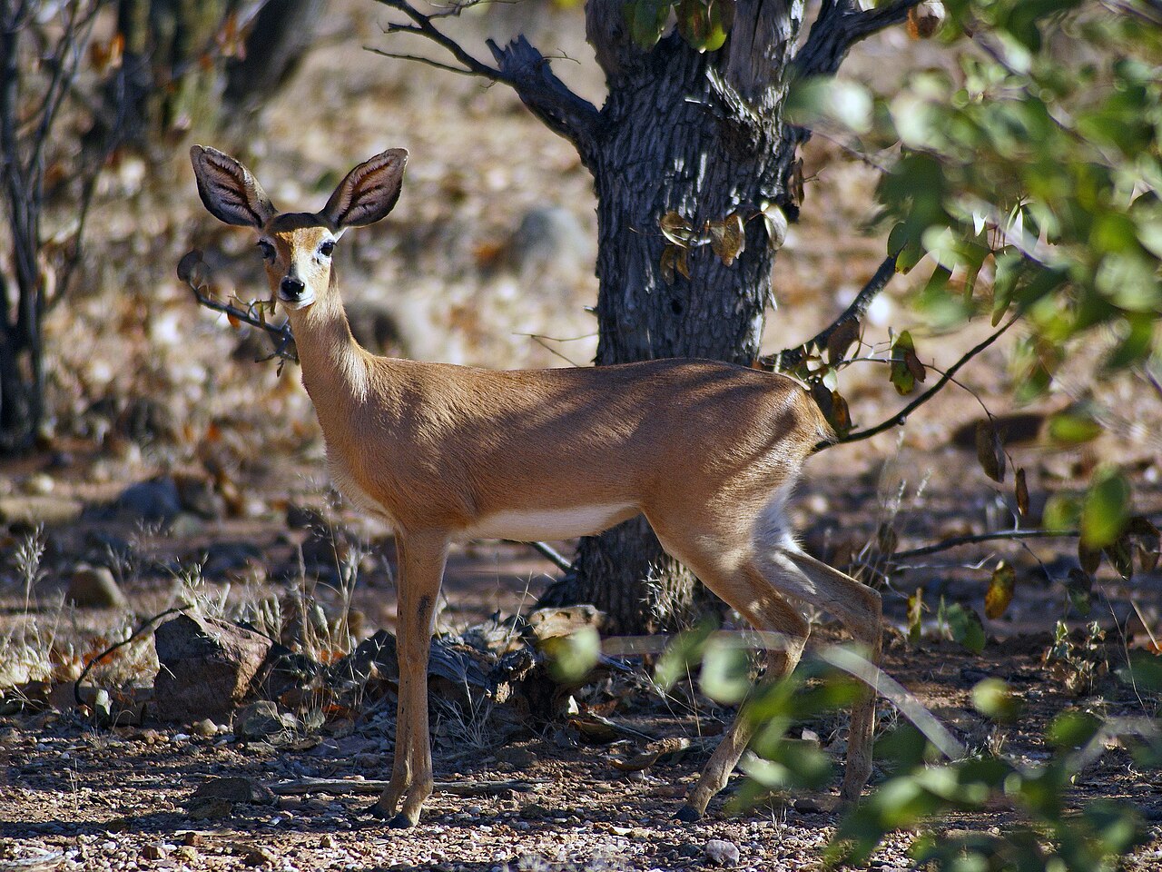 Steenbok in mopane — Namibia Desert Specialty — 5 Days, Namibia hunt package