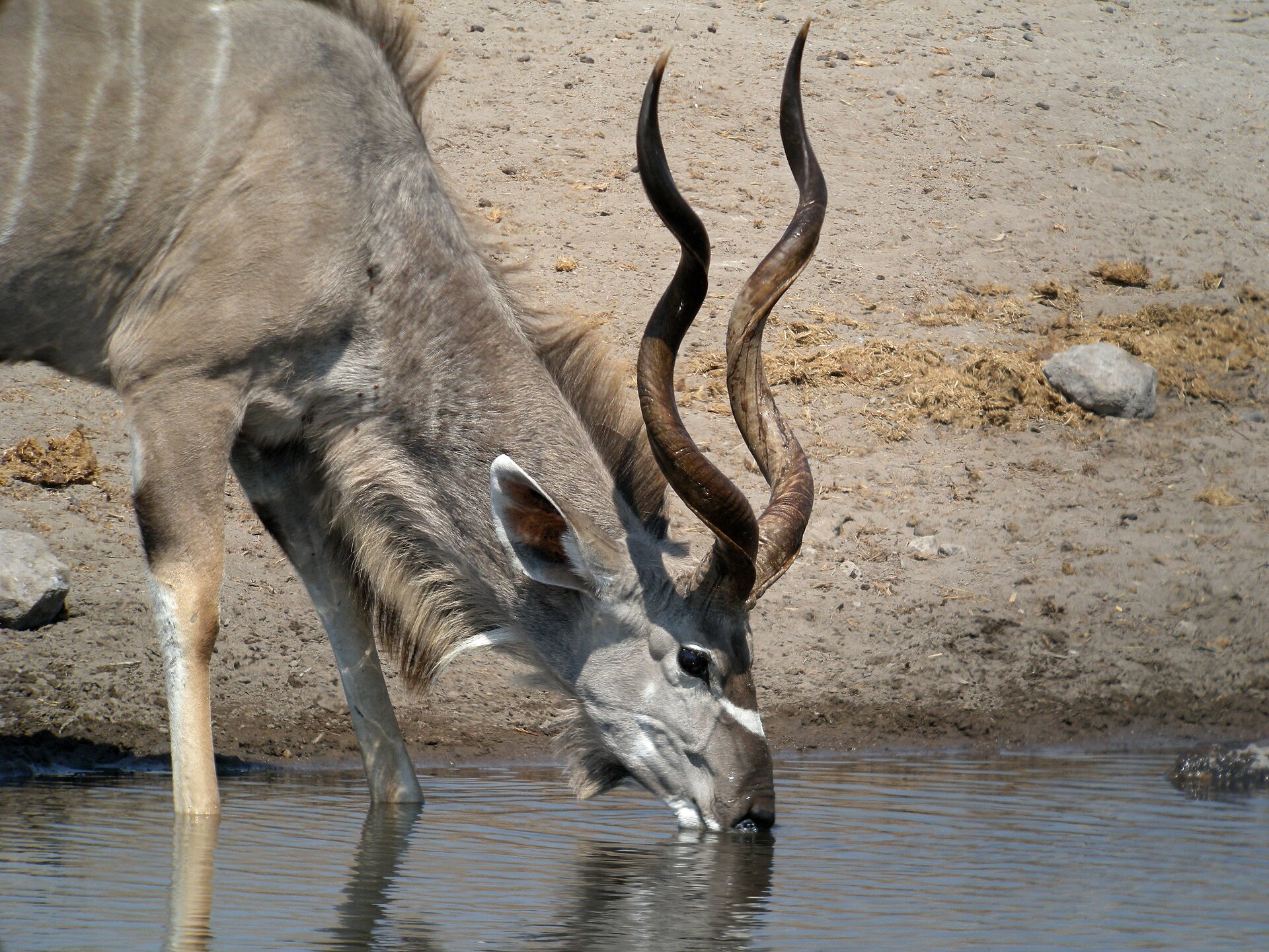 Greater Kudu, Etosha National Park, Namibia 2 — Erongo Bow Plains — 7 Days, Namibia hunt package