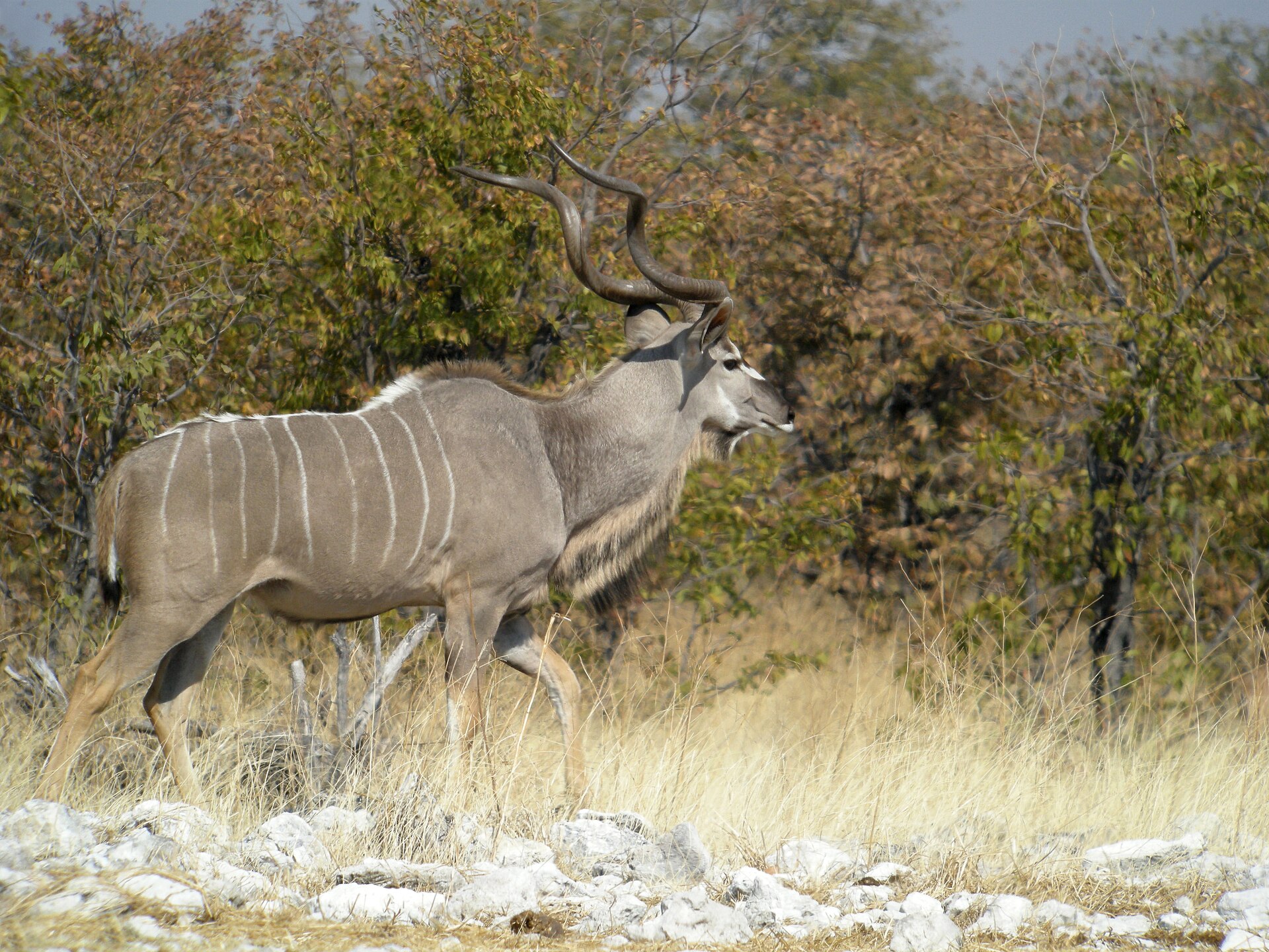 Greater Kudu, Etosha National Park, Namibia — Erongo Plains Classic — 7 Days, Namibia hunt package