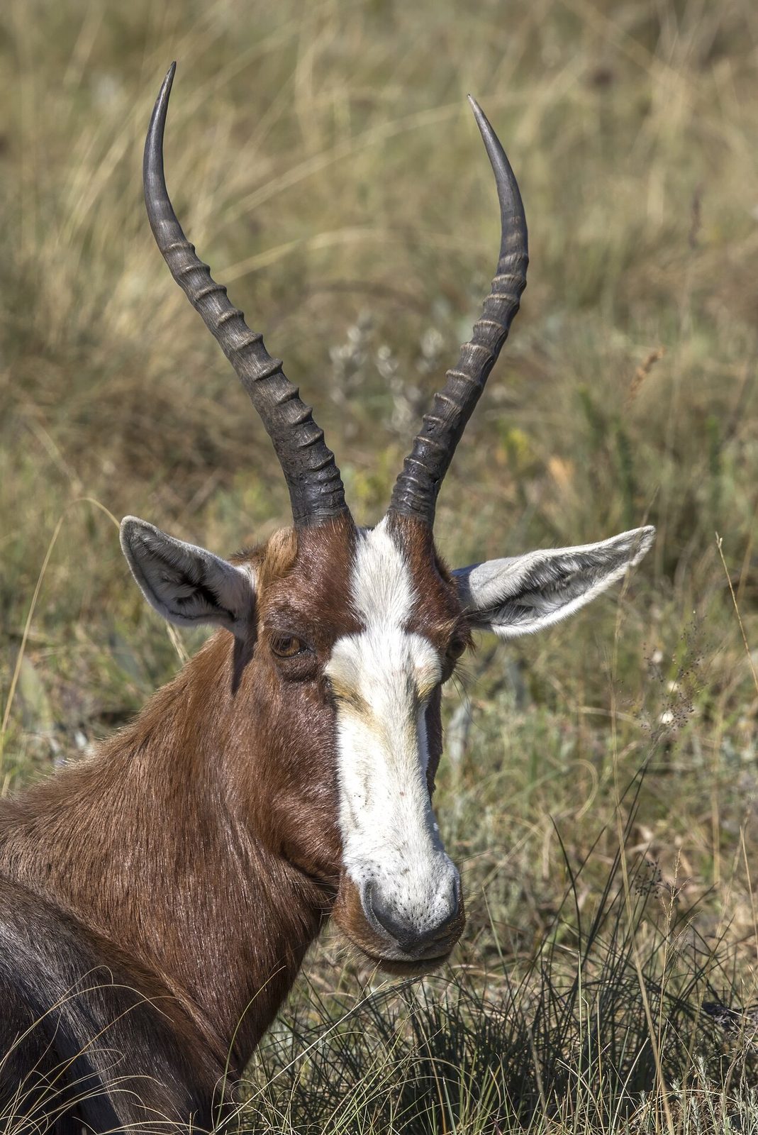 Blesbok in habitat — Namibia Family Plains — 10 Days, Namibia hunt package
