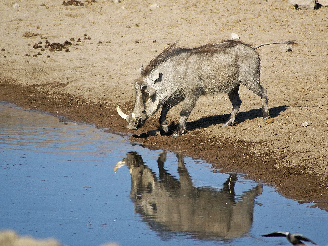 Warthog in habitat — Namibia Family Plains — 10 Days, Namibia hunt package