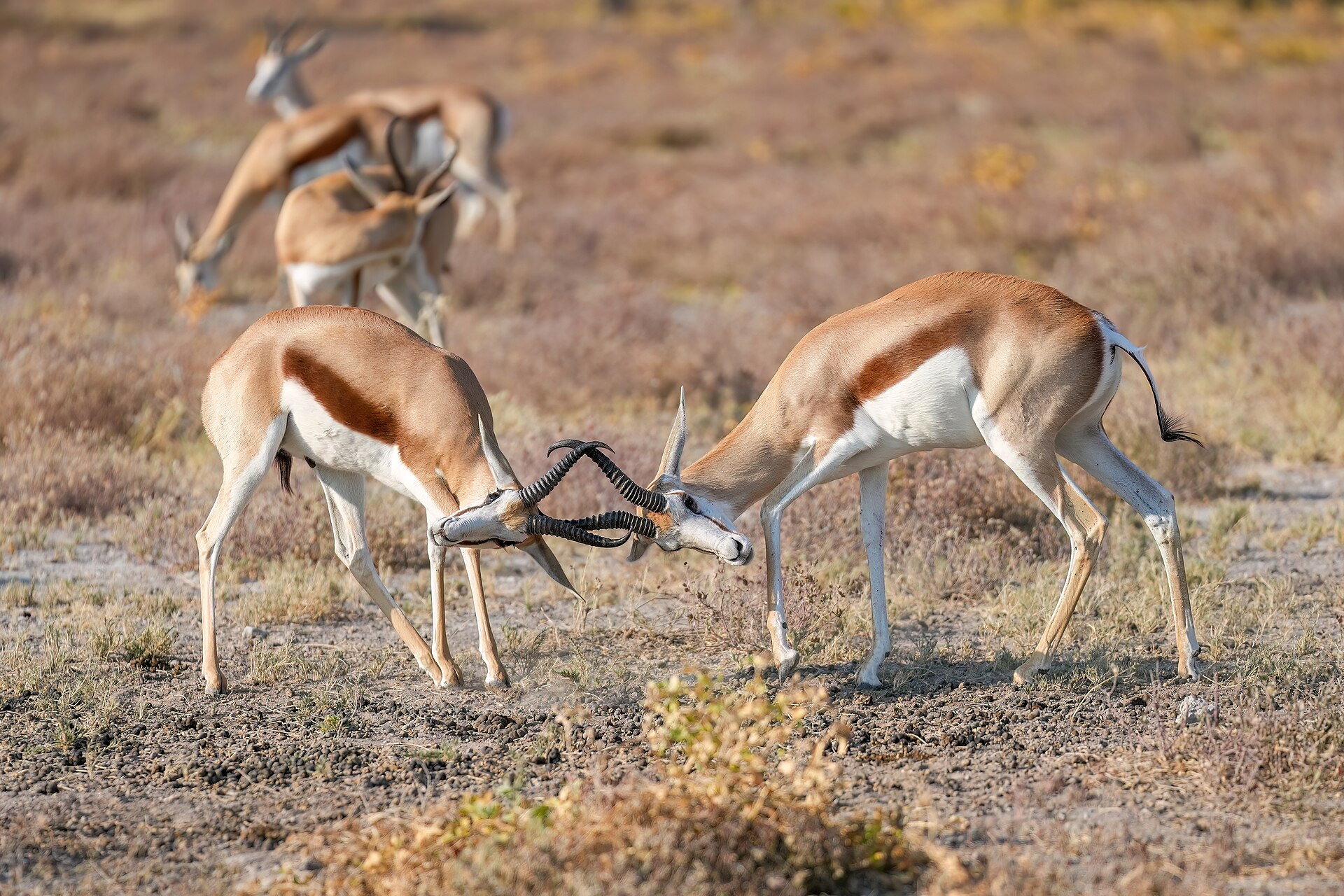 089 Male Springboks fighting in Etosha National Park Photo by Giles Laurent — Hardap Bow Springbok — 5 Days, Namibia hunt package