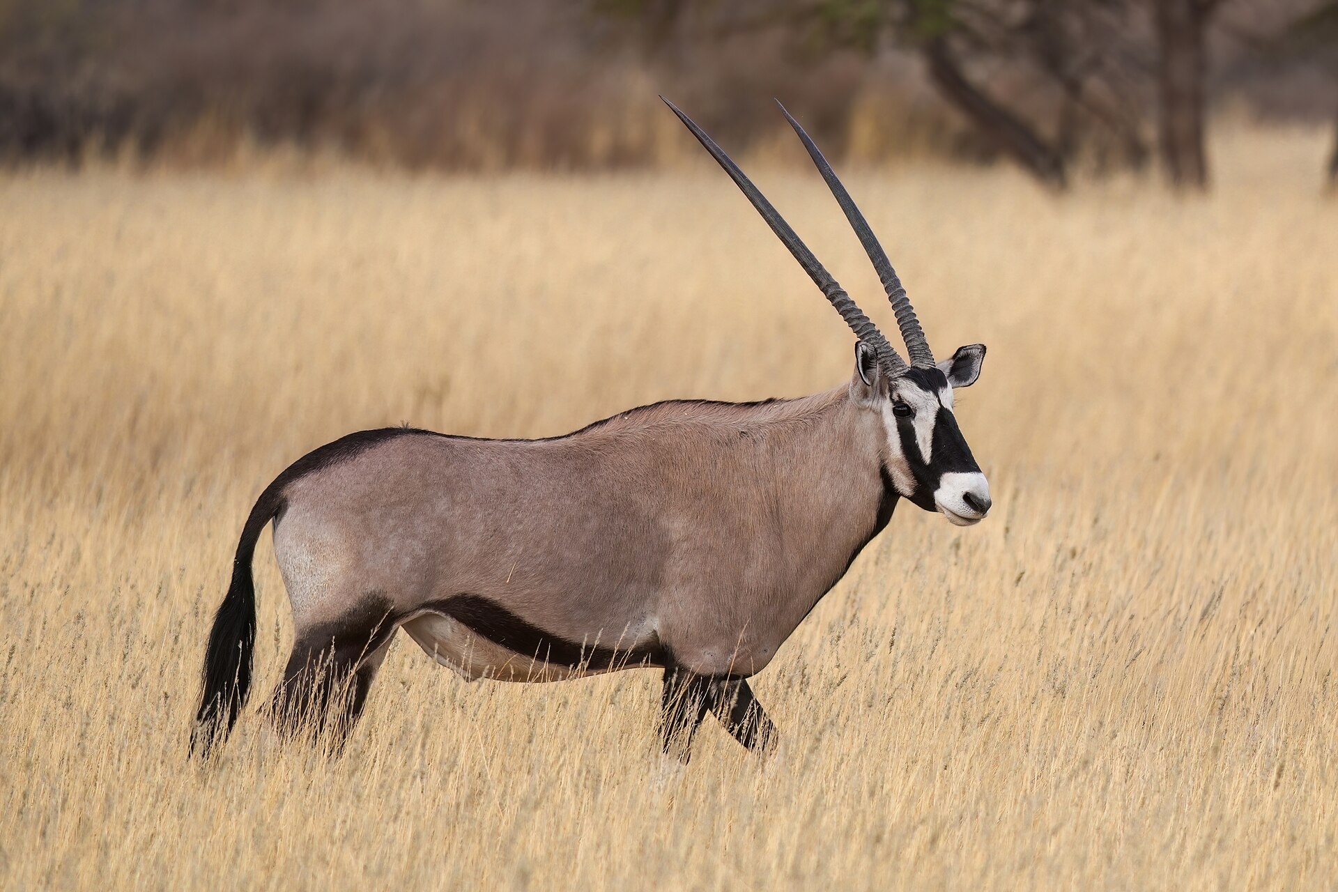 110 Male Gemsbok in the Kalahari Desert of Namibia Photo by Giles Laurent — Karas Desert Plains — 7 Days, Namibia hunt package