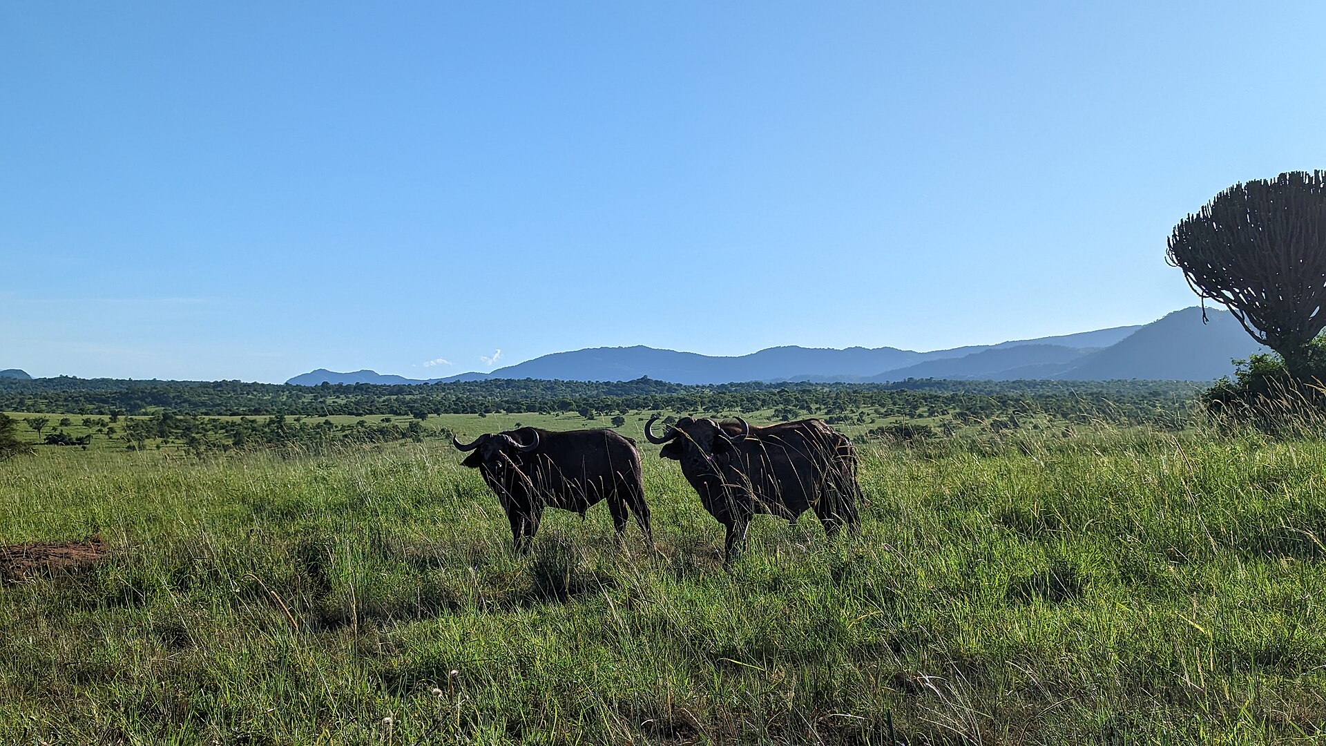 Buffaloes in Kidepo Valley National Park — Kavango East Buffalo Intro — 10 Days, Namibia hunt package