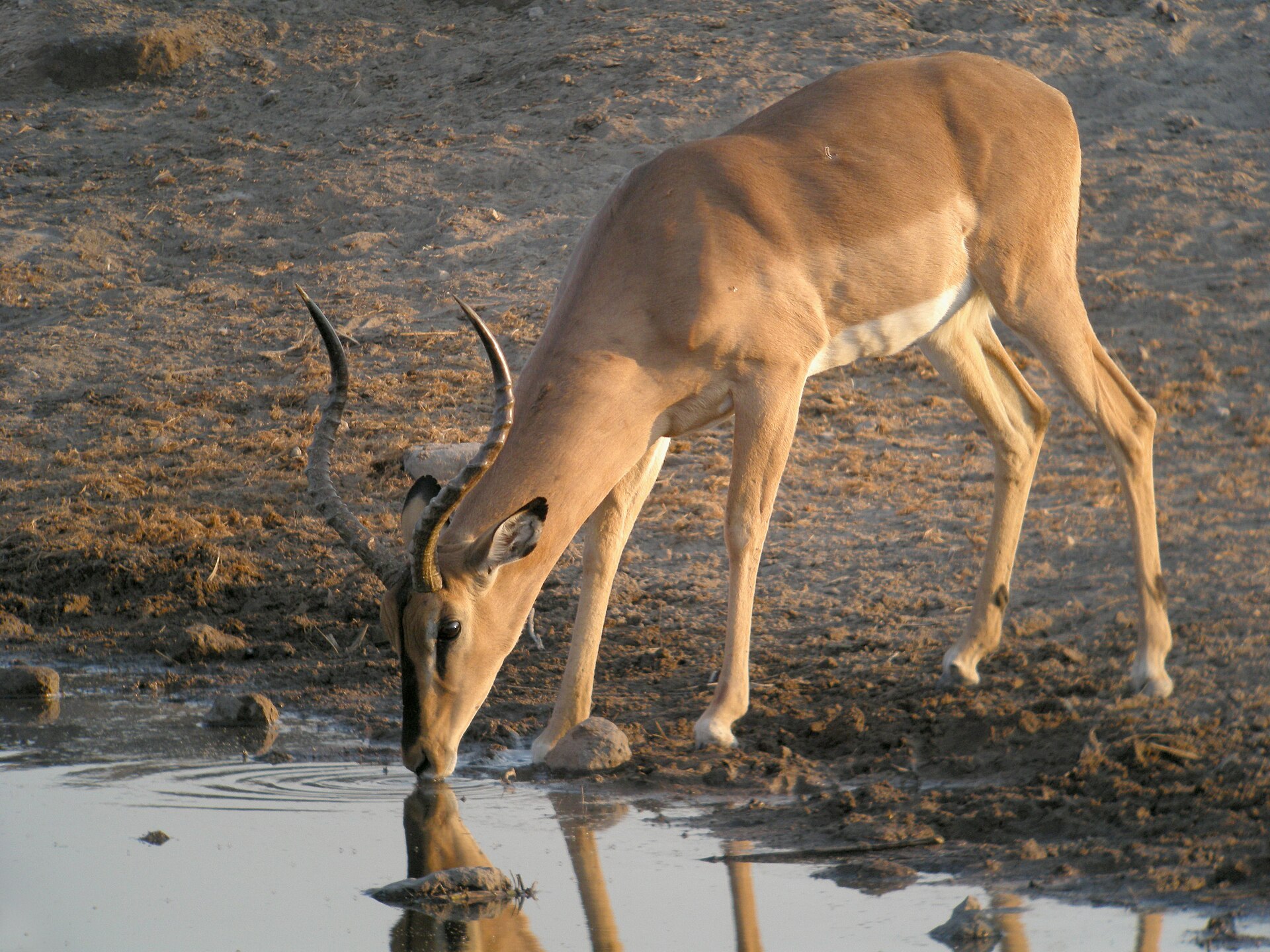 Black-faced impala, Etosha National Park, Namibia — Kavango West Plains — 8 Days, Namibia hunt package
