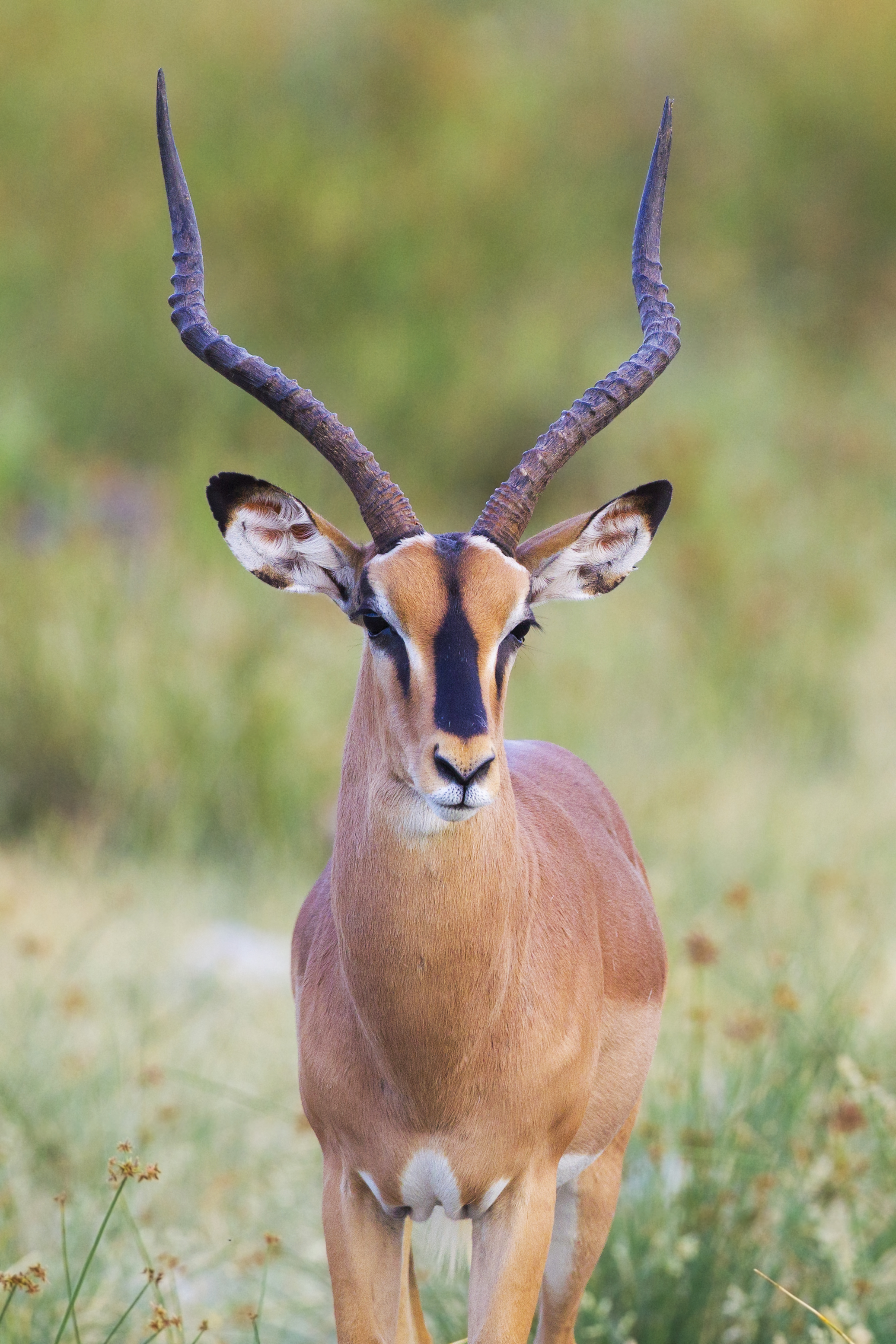 Black-Faced Impala in habitat — Kunene Black-Faced Impala — 8 Days, Namibia hunt package