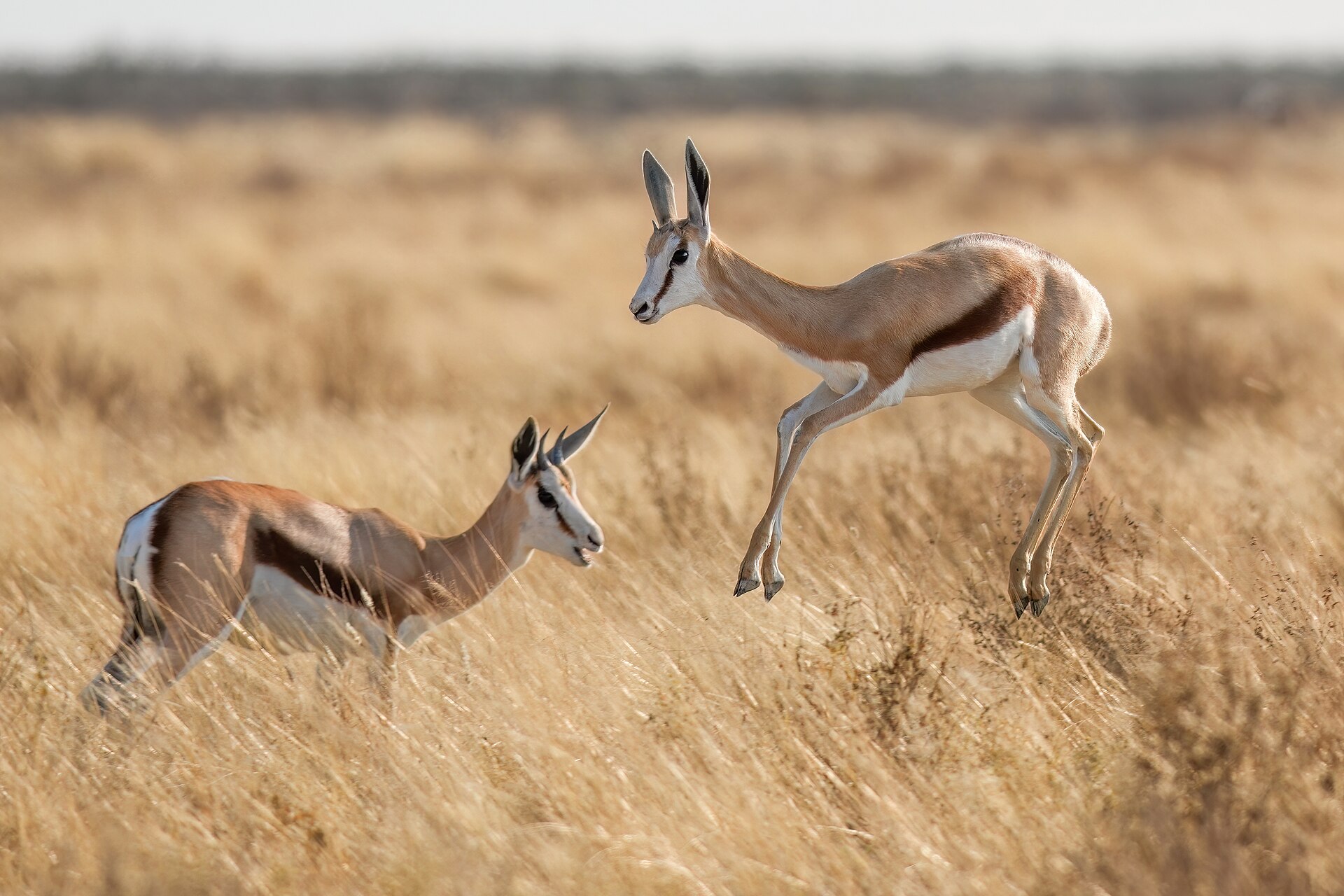 078 Juvenile Springbok jumping in Etosha National Park Photo by Giles Laurent — Omaheke Family Plains — 8 Days, Namibia hunt package