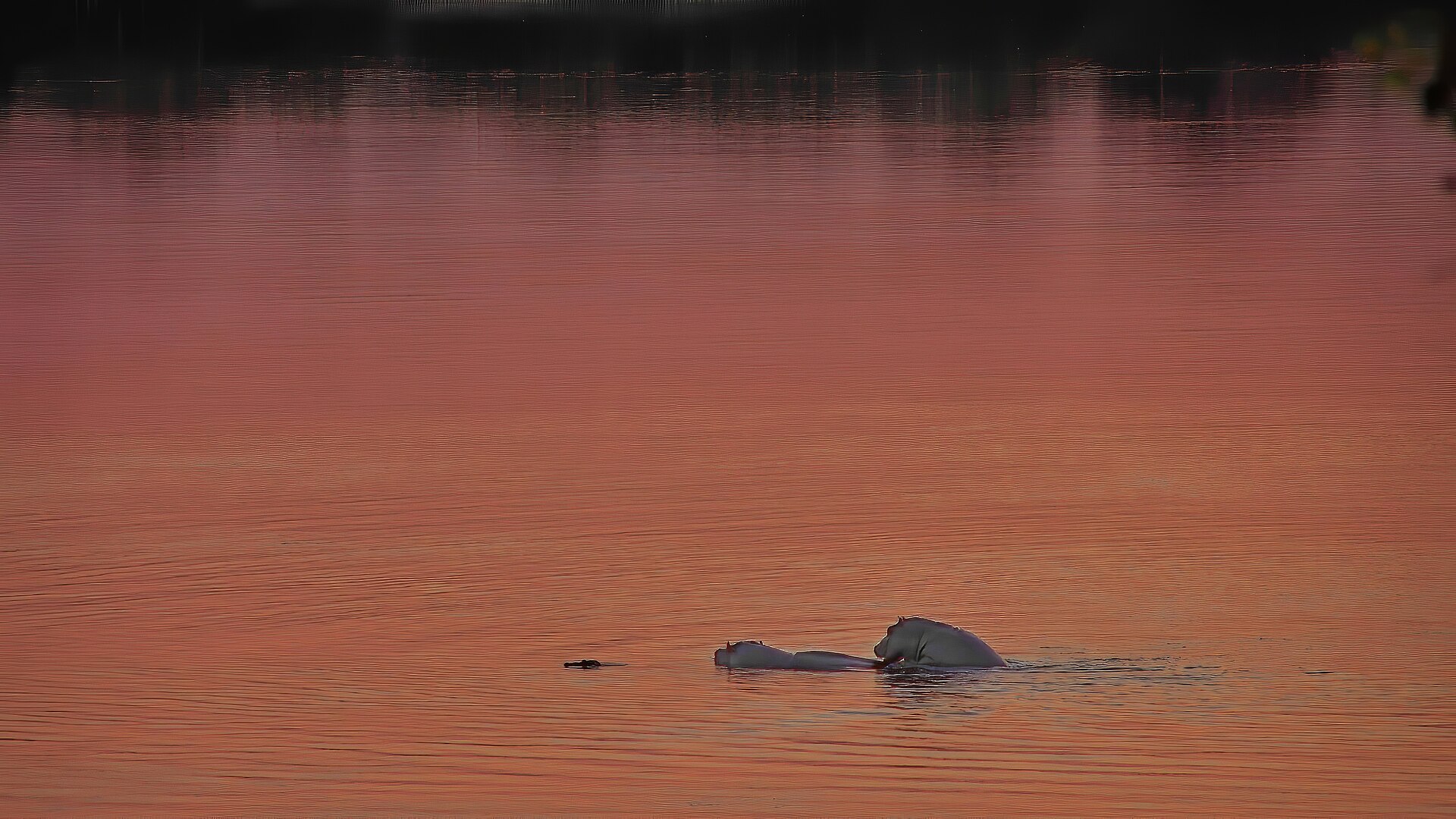 20150816 0995-Flusspferde im Sambesi — Zambezi Hippo & Plains — 10 Days, Namibia hunt package