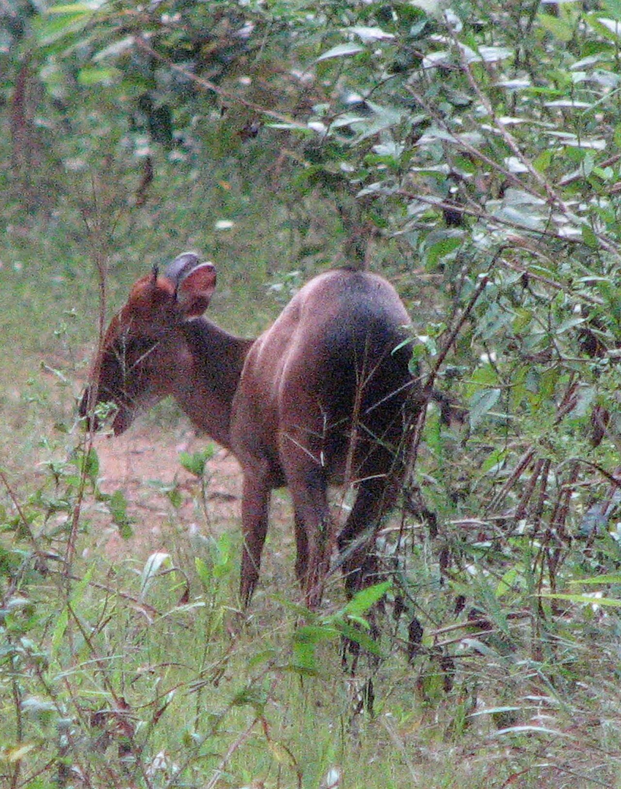Peters' duiker in Central African forest