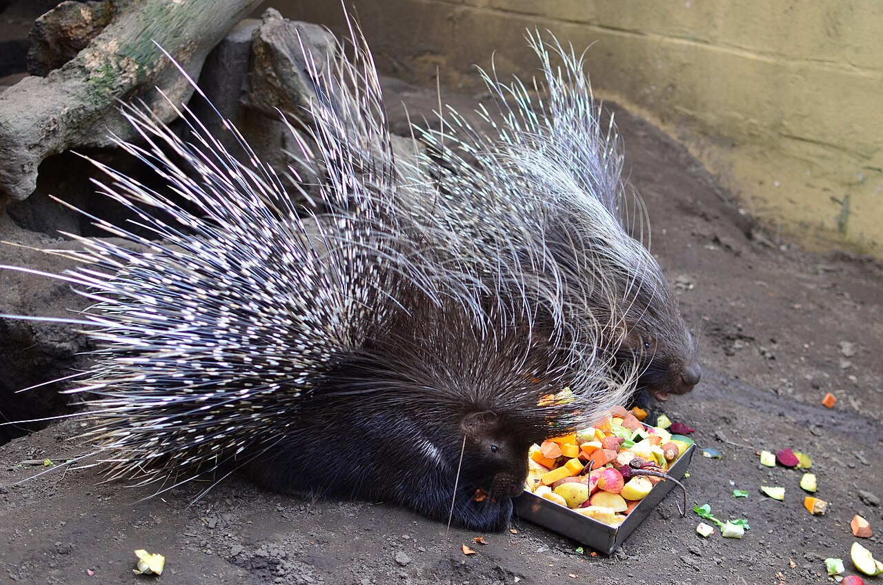 Crested porcupine with raised quills