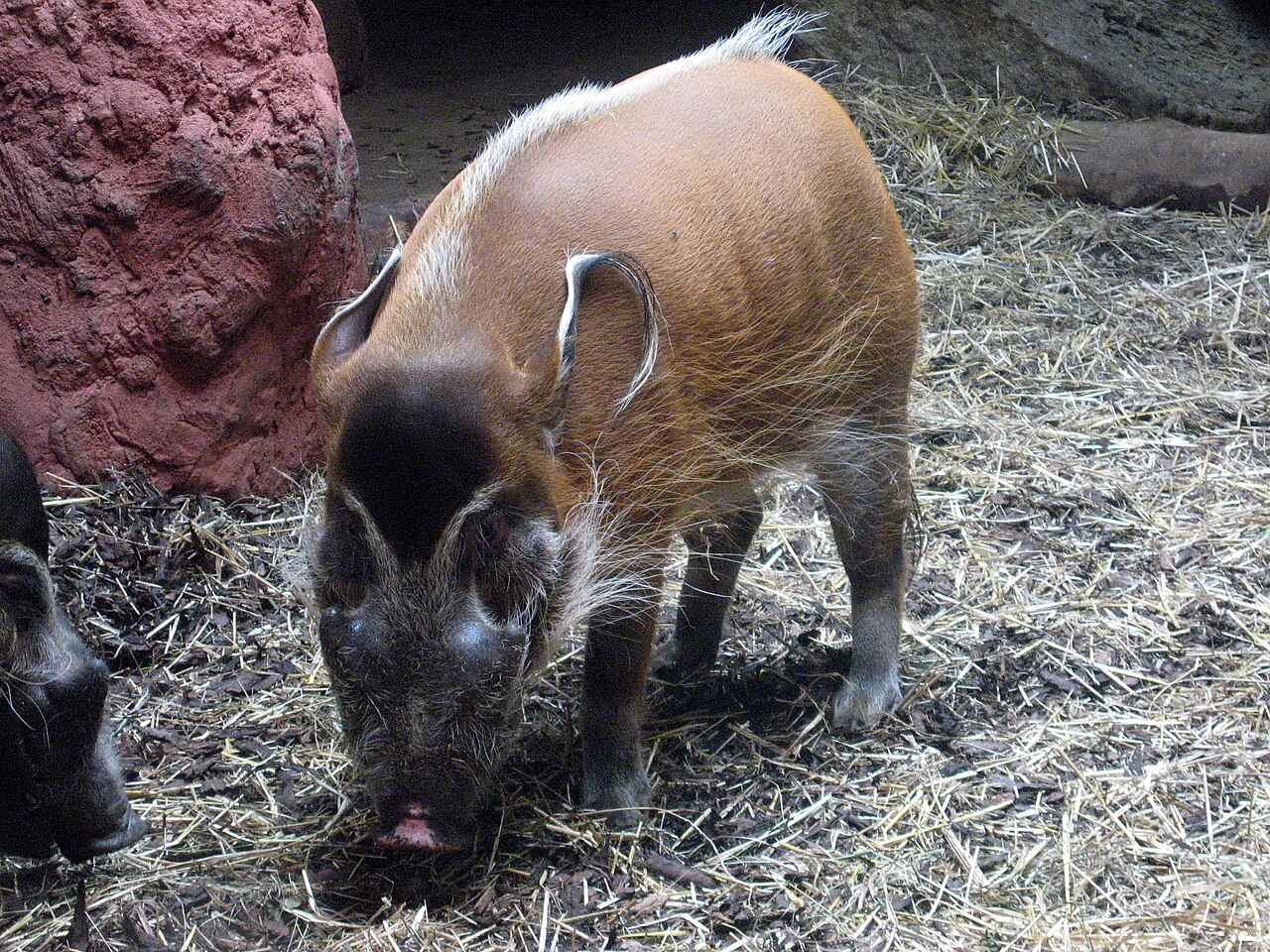 Red river hog with russet coat and tufted ears