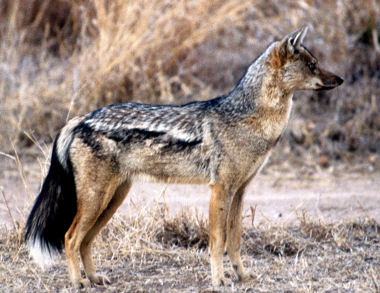 Side-striped jackal standing in woodland