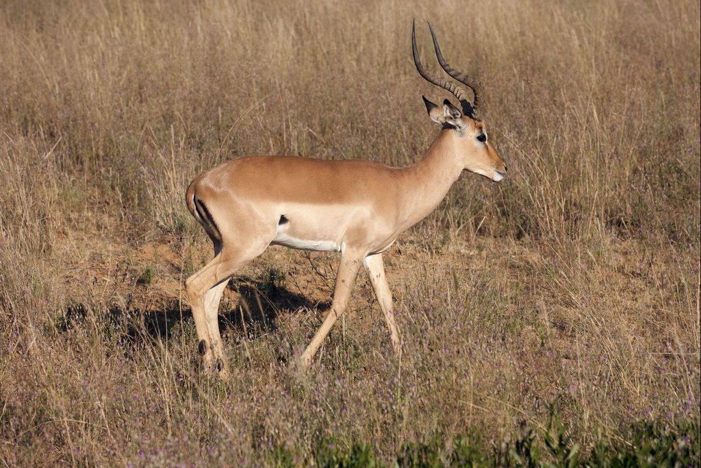 Impala, Legends Game Reserve, Limpopo, South Africa — South Africa Bow Safari — 10 Days, South Africa hunt package
