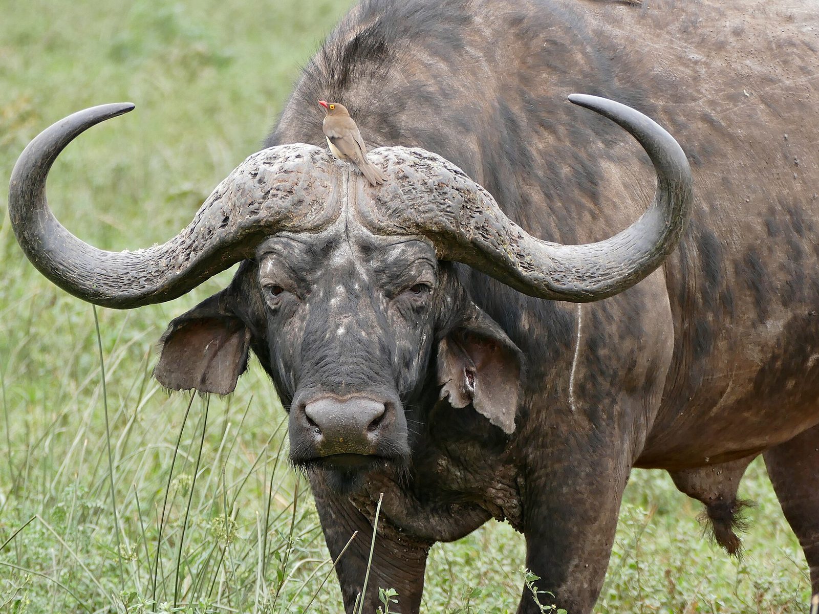 African Buffalo (Syncerus caffer) bull — South Africa Buffalo Plains — 10 Days, South Africa hunt package