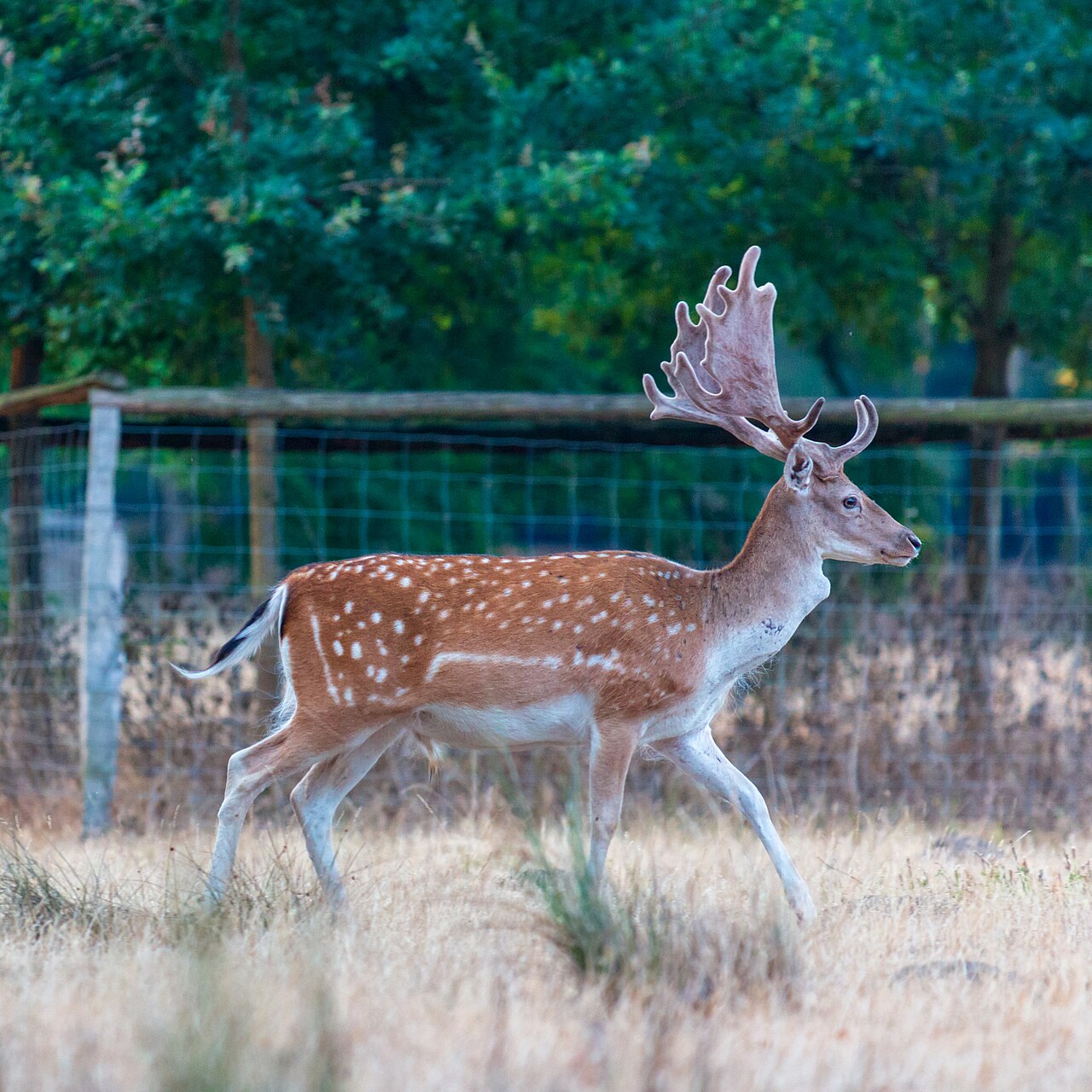 Fallow Deer in habitat — ZA Fallow Deer Ranch — 5 Days, South Africa hunt package