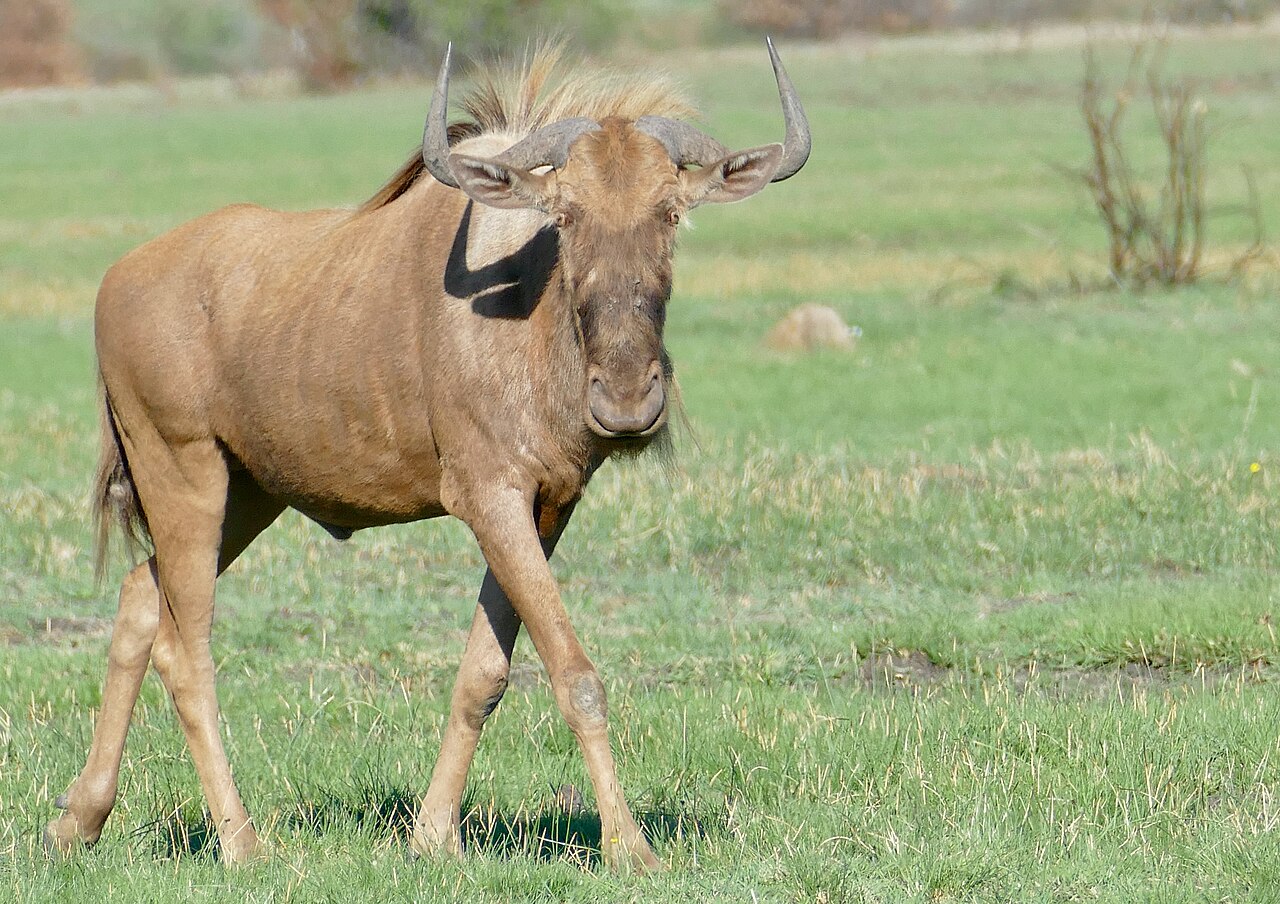 Golden Wildebeest in habitat — Golden & King Wildebeest — 7 Days, South Africa hunt package