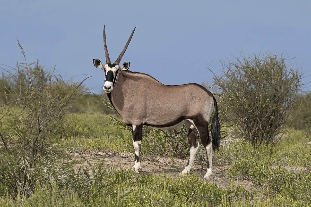 Gemsbok in habitat — Kalahari Specialty — 7 Days, South Africa hunt package