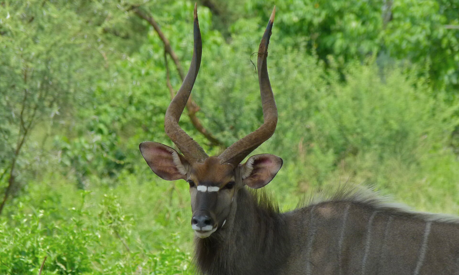 Nyala (Tragelaphus angasii) — KZN Nyala & Bushbuck — 7 Days, South Africa hunt package