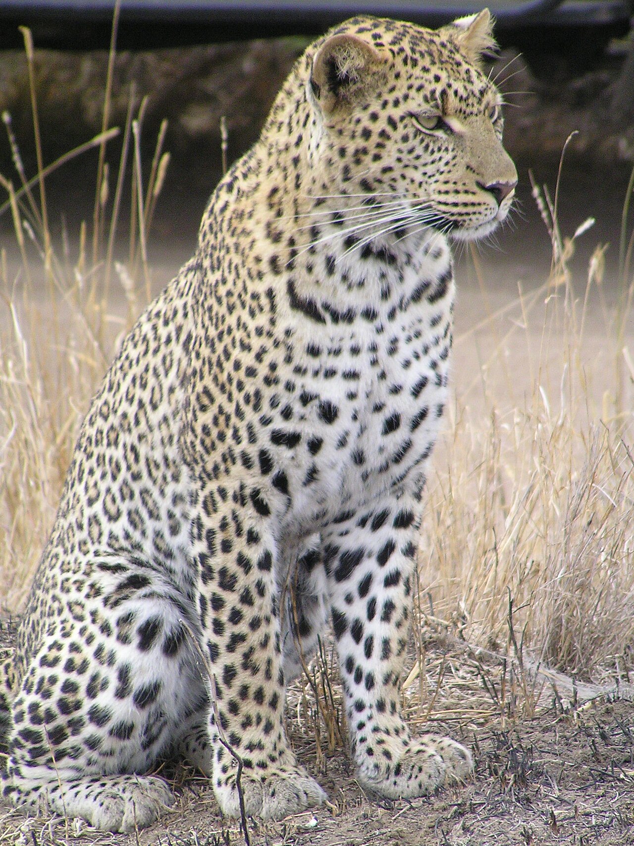 Leopard — Limpopo Leopard — 14 Days — Limpopo Leopard — 14 Days, South Africa hunt package