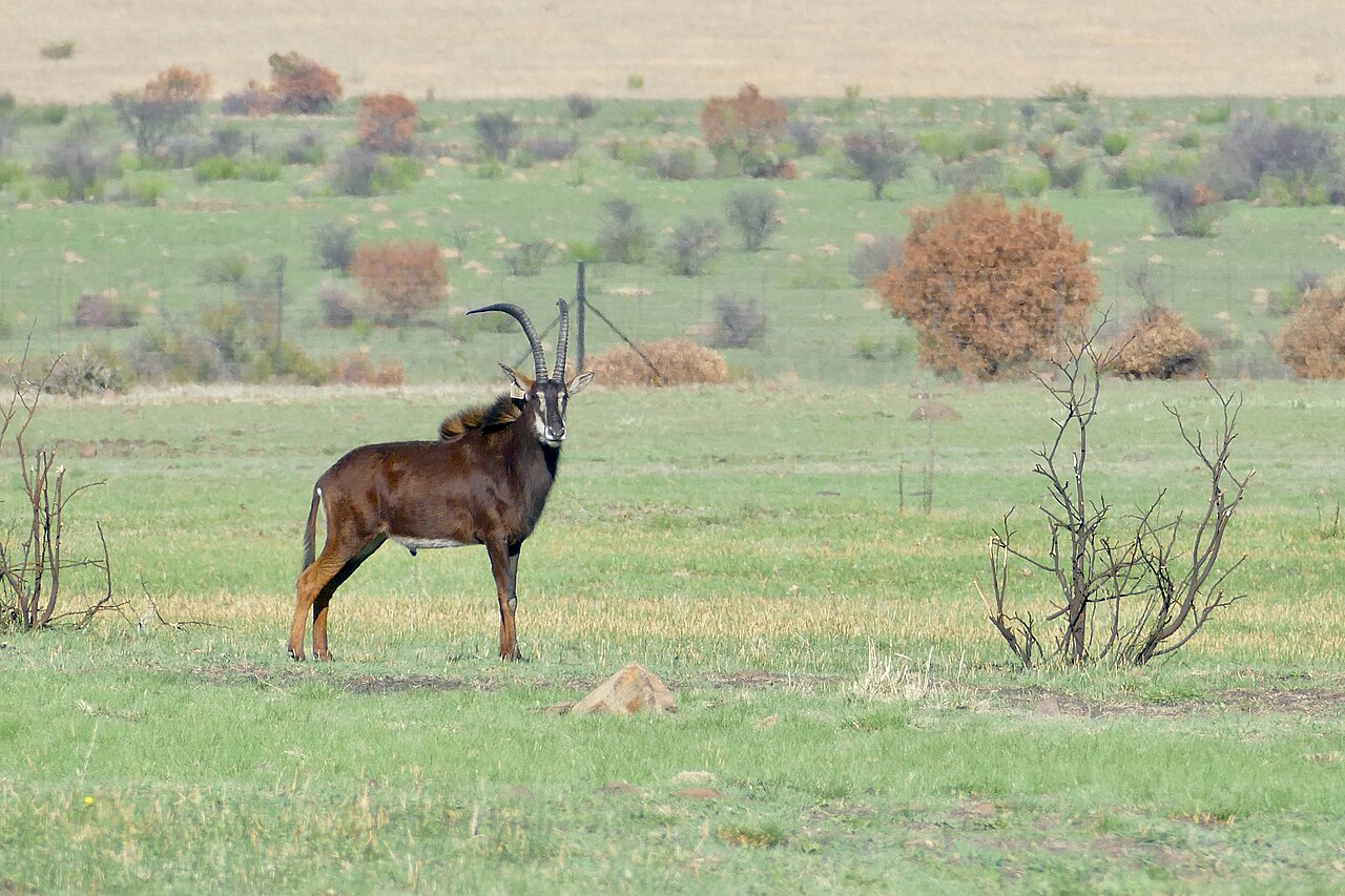 Sable Antelope in habitat — Limpopo Sable & Roan — 10 Days, South Africa hunt package