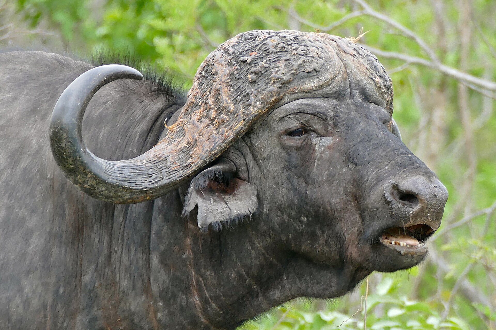 African Buffalo (Syncerus caffer) bull - Flickr - berniedup — Mpumalanga Buffalo Plains — 10 Days, South Africa hunt package