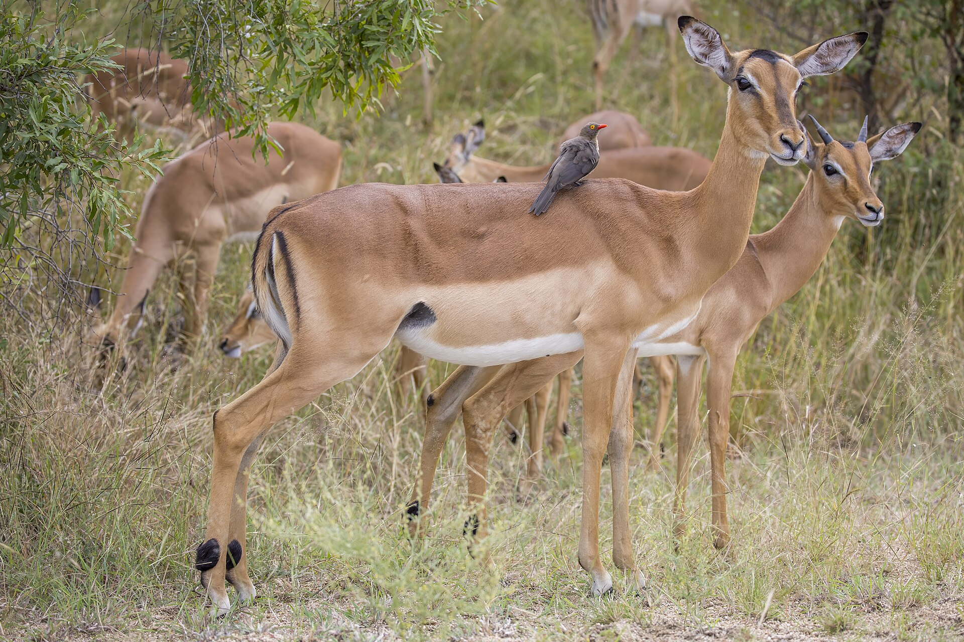 Impala (Aepyceros melampus) female with red-billed oxpecker Kruger — Mpumalanga Lowveld — 8 Days, South Africa hunt package
