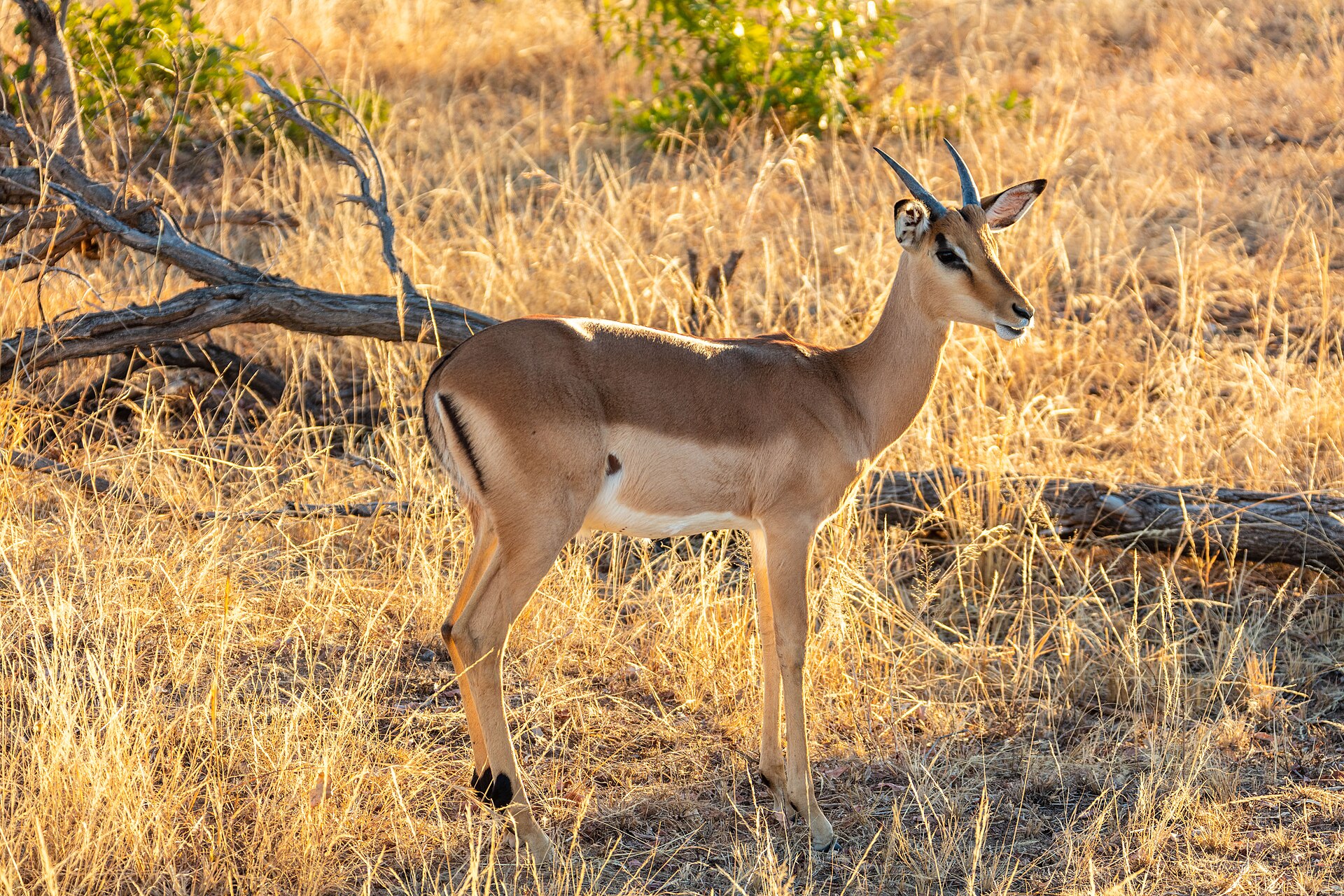 Impala (Aepyceros melampus), parque nacional Kruger, Sudáfrica, 2018-07-24, DD 07 — North West Bow Safari — 8 Days, South Africa hunt package