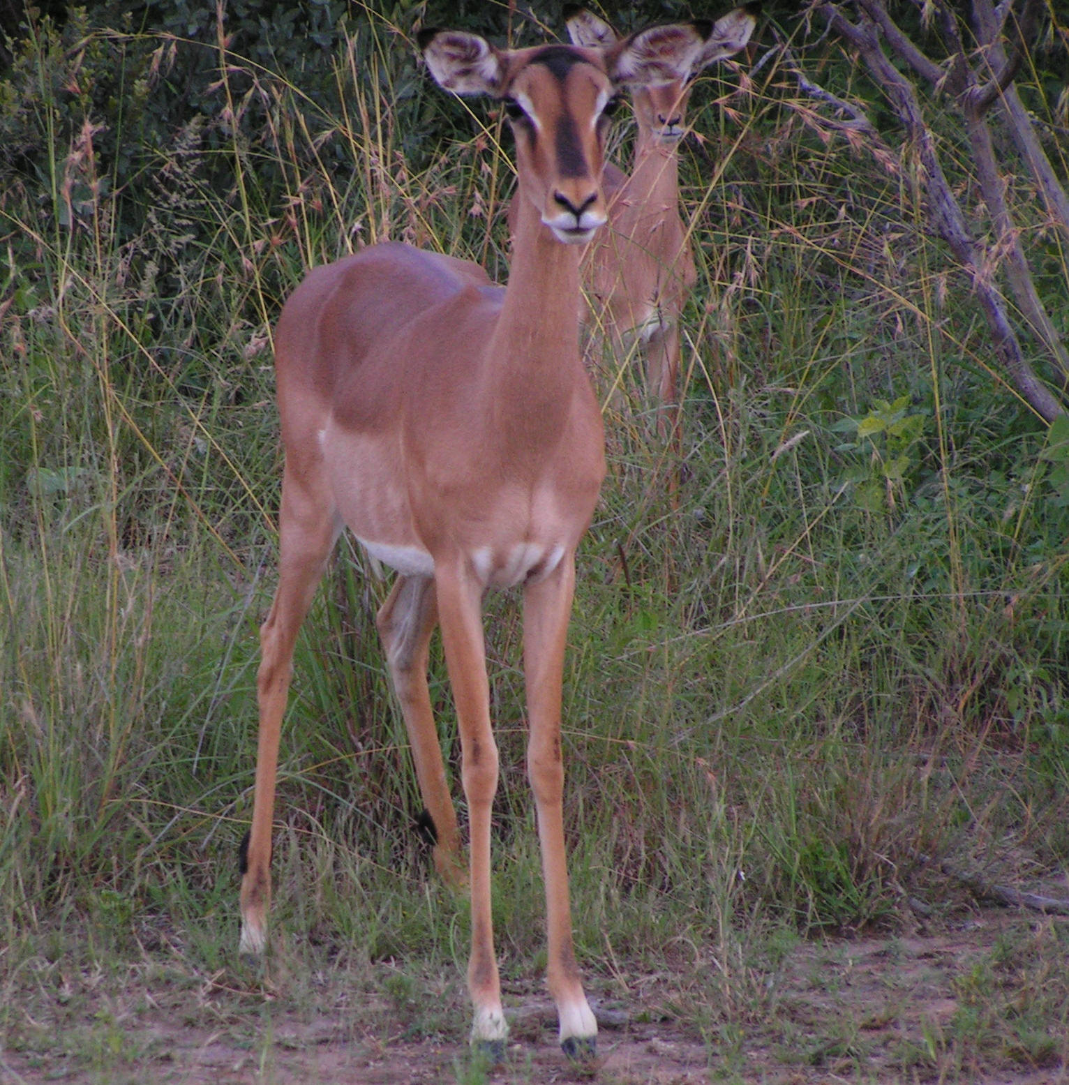 Impala, South Africa — North West Bushveld — 8 Days, South Africa hunt package