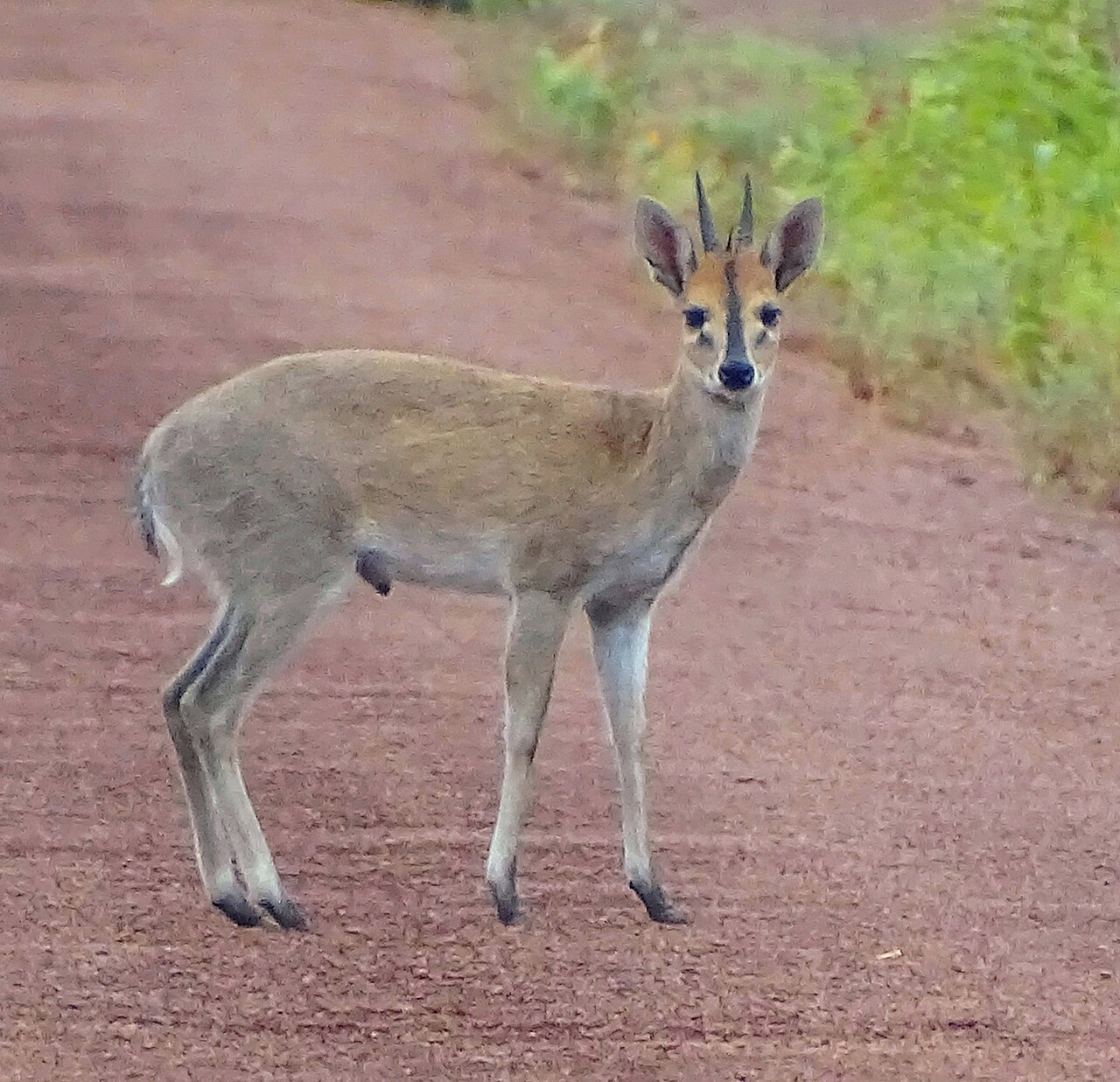 Common Duiker in habitat — ZA Ranch Small Game — 5 Days, South Africa hunt package