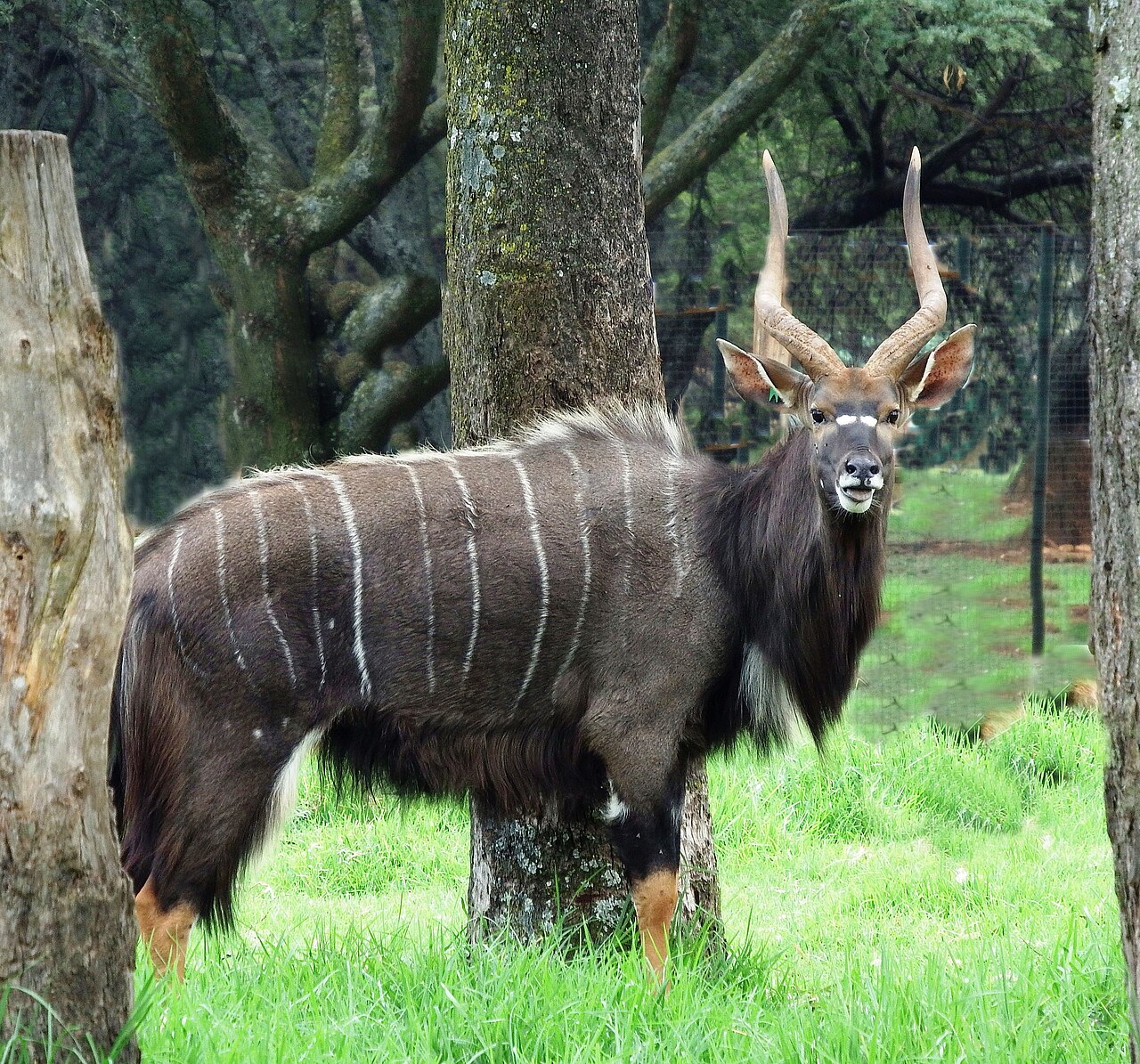 Nyala in habitat — Waterberg Nyala Focus — 7 Days, South Africa hunt package