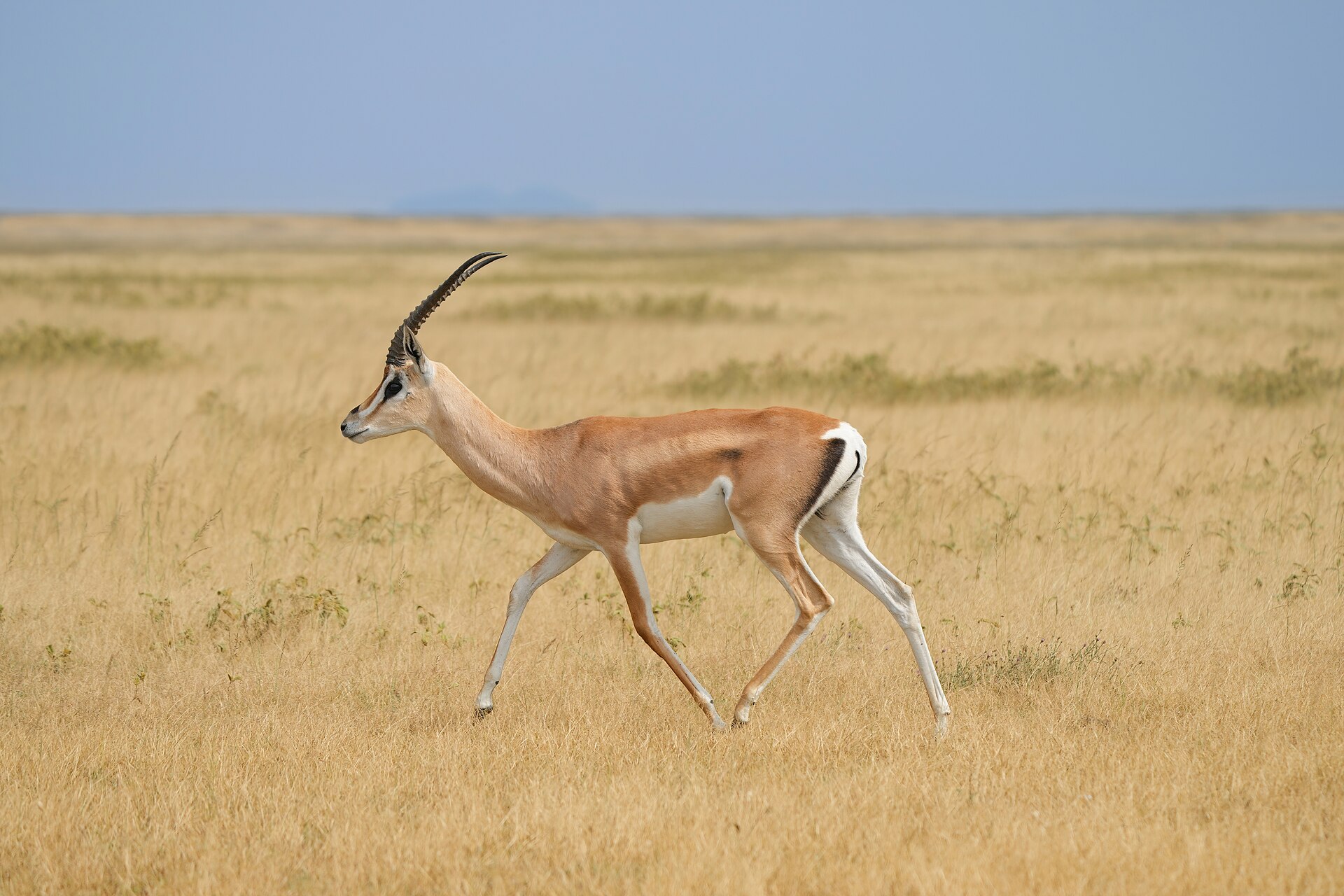022 Grant's gazelle in the Serengeti National Park Photo by Giles Laurent — Arusha Masailand Plains — 10 Days, Tanzania hunt package