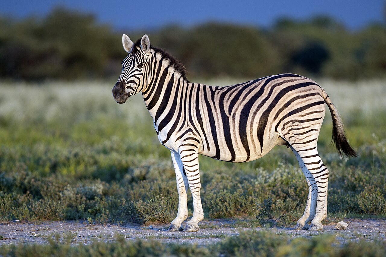 Zebra in savanna — Tanzania Classic Safari — 14 Days, Tanzania hunt package