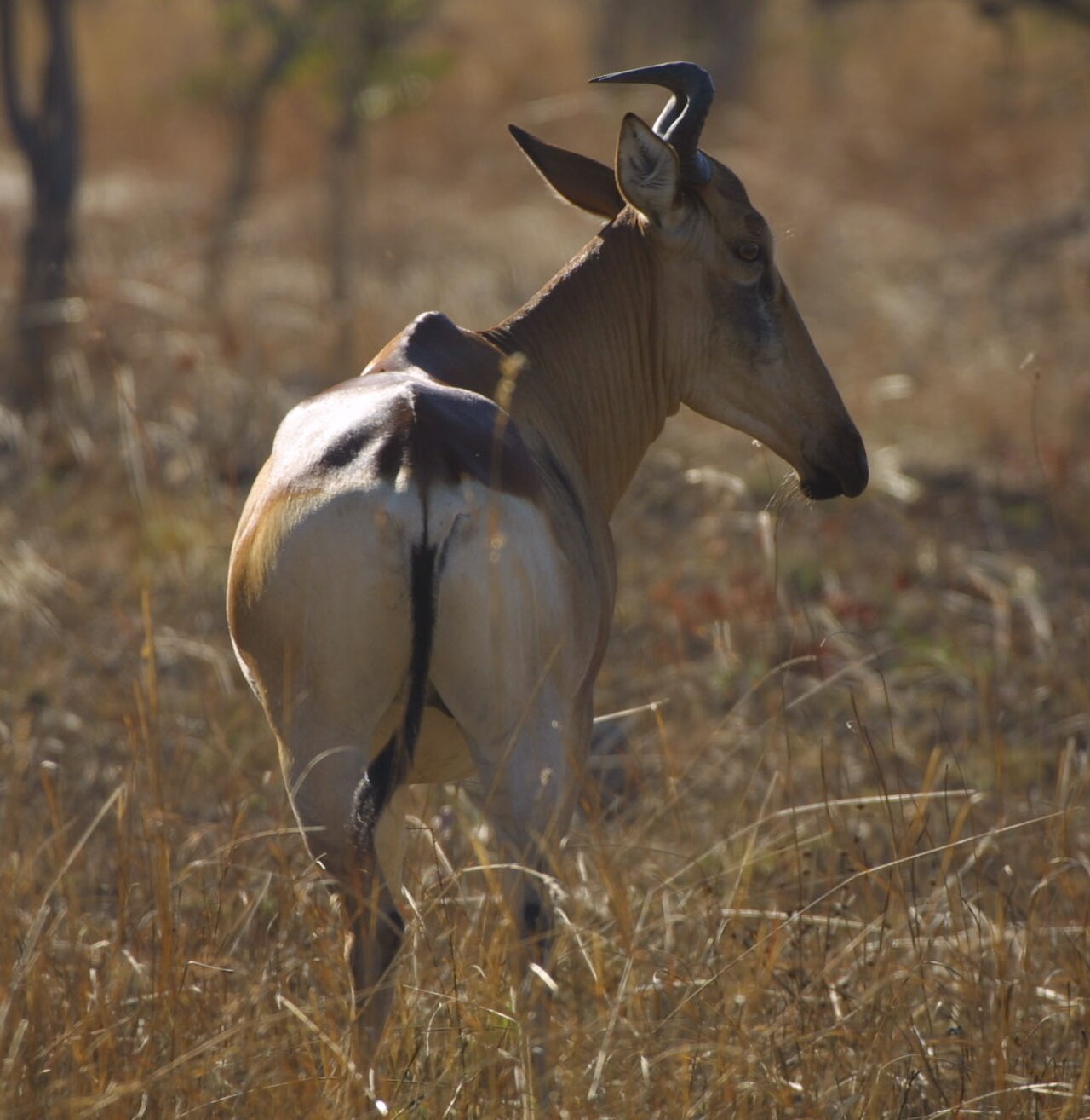 Hartebeest bull — Tanzania Classic Safari — 14 Days, Tanzania hunt package