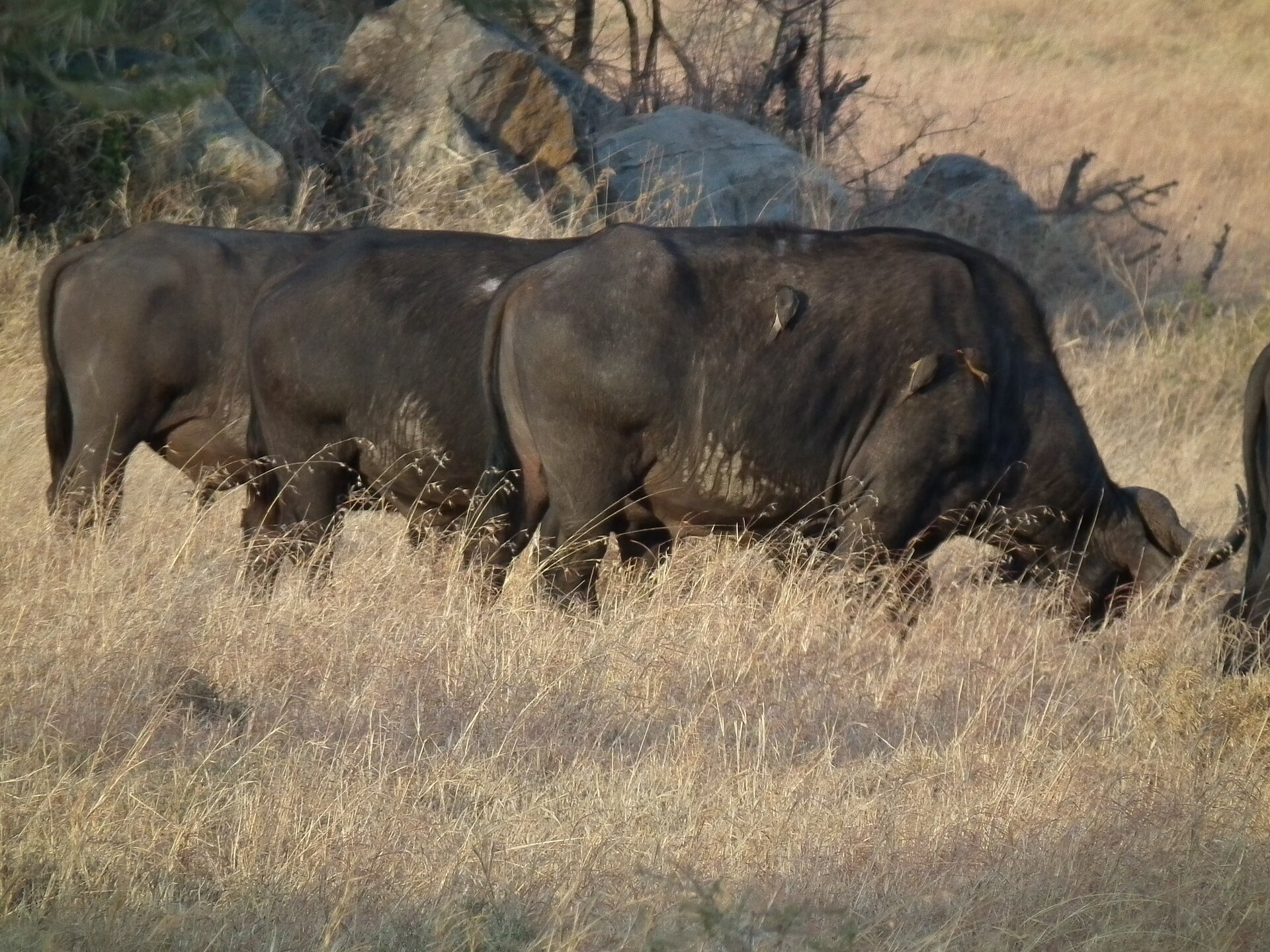 African Buffalo Syncerus caffer in Tanzania 3414 Nevit — Lindi Selous Edge — 10 Days, Tanzania hunt package