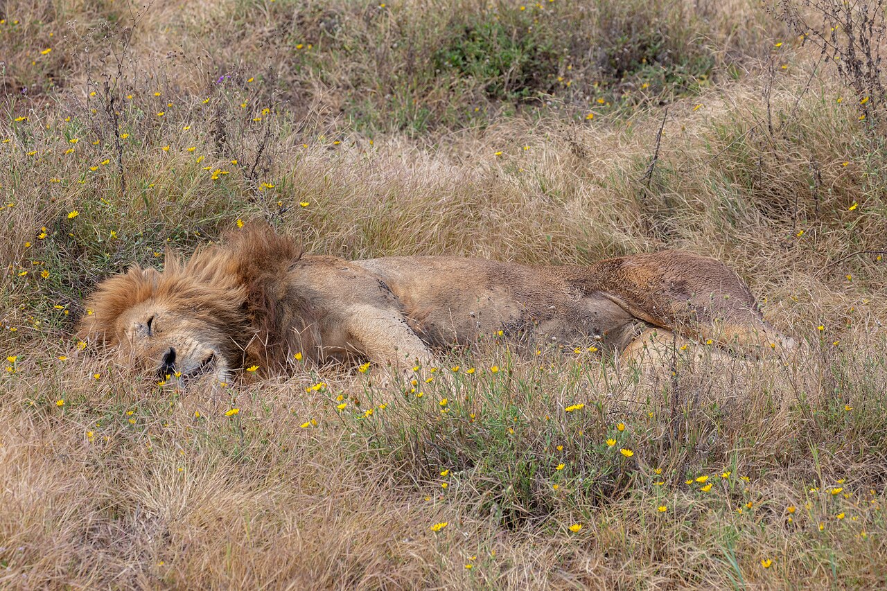 Lion in habitat — Western Tanzania Lion — 21 Days, Tanzania hunt package