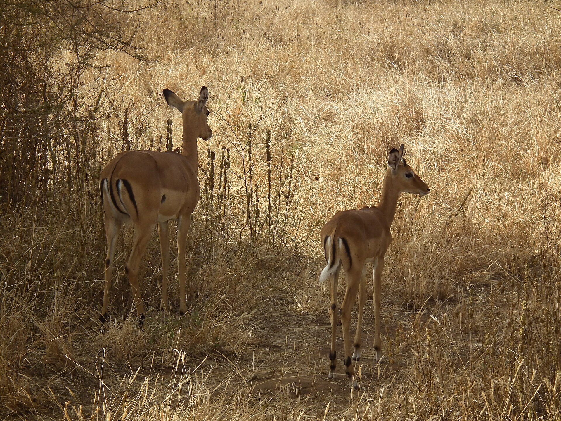 Aepyceros melampus Impala in Tanzania 0824 Nevit — Manyara Bow Plains — 8 Days, Tanzania hunt package