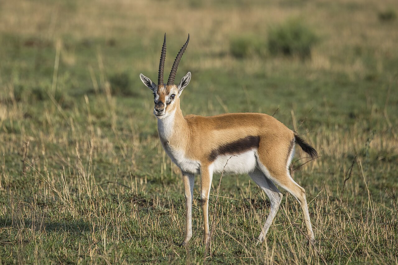 Thomson's Gazelle in habitat — Masailand Plains — 10 Days, Tanzania hunt package