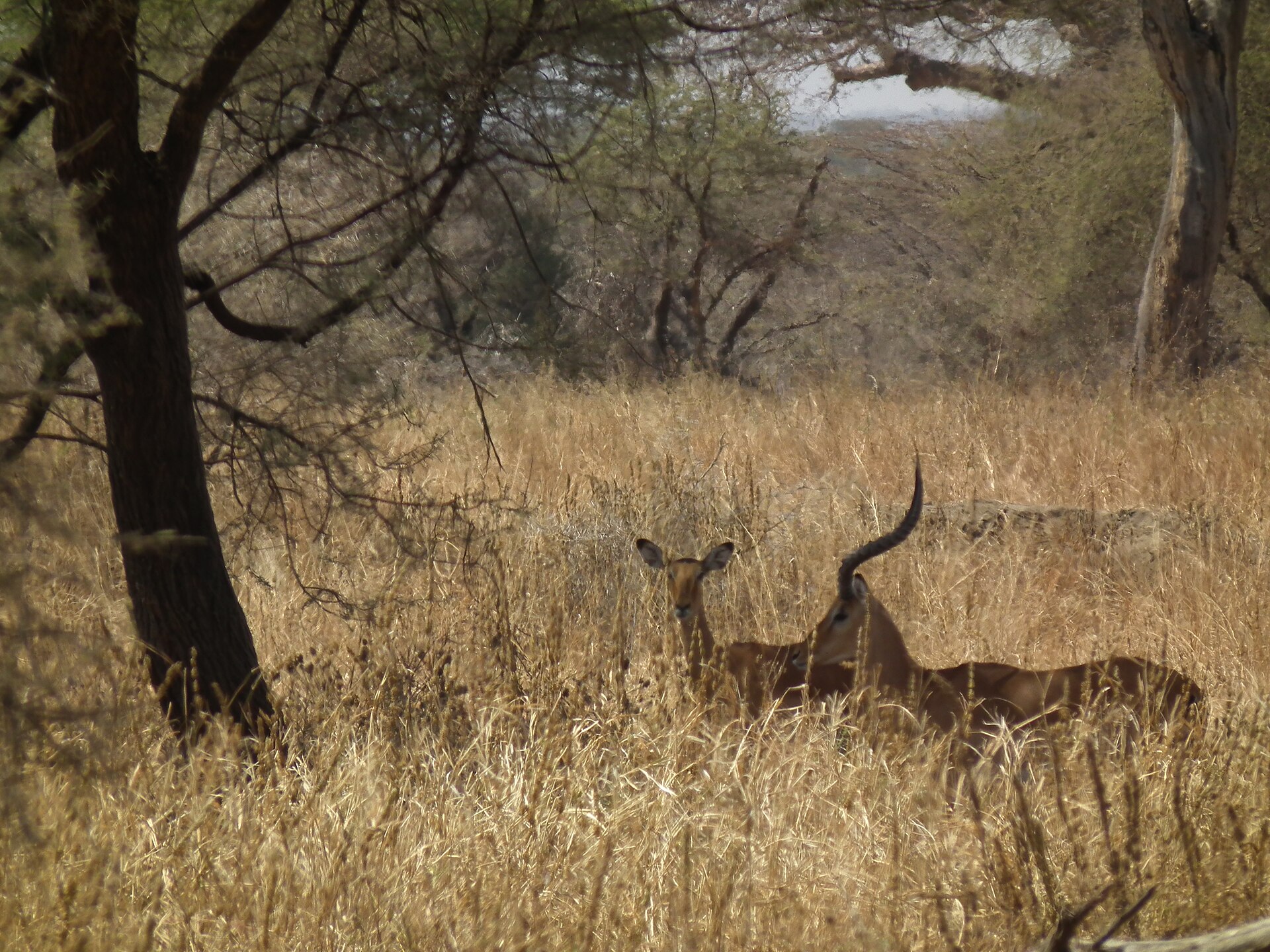 Aepyceros melampus Impala in Tanzania 0465 Nevit — Pwani Coastal Miombo — 8 Days, Tanzania hunt package