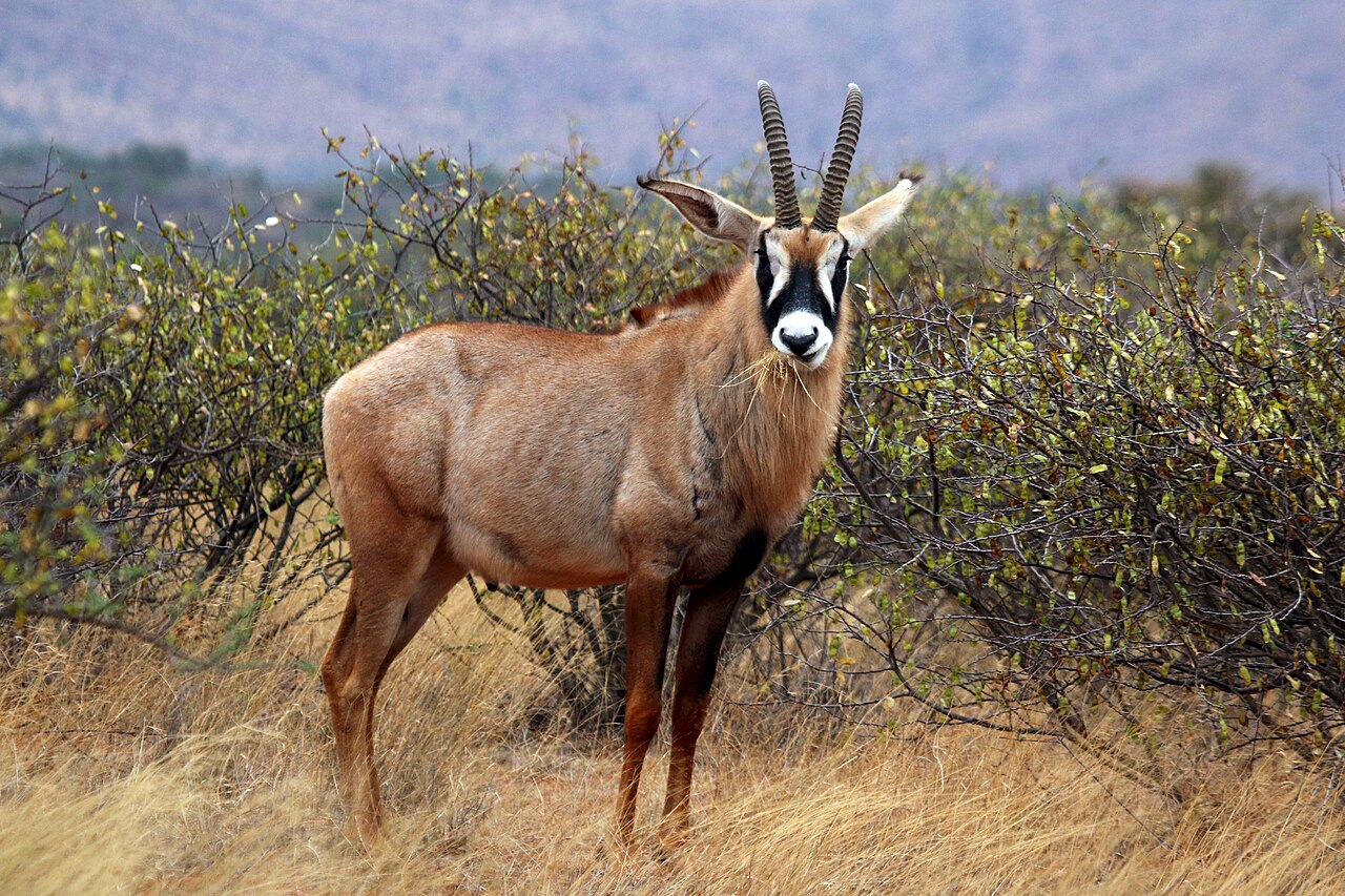 Roan in habitat — Rungwa Classic — 14 Days, Tanzania hunt package