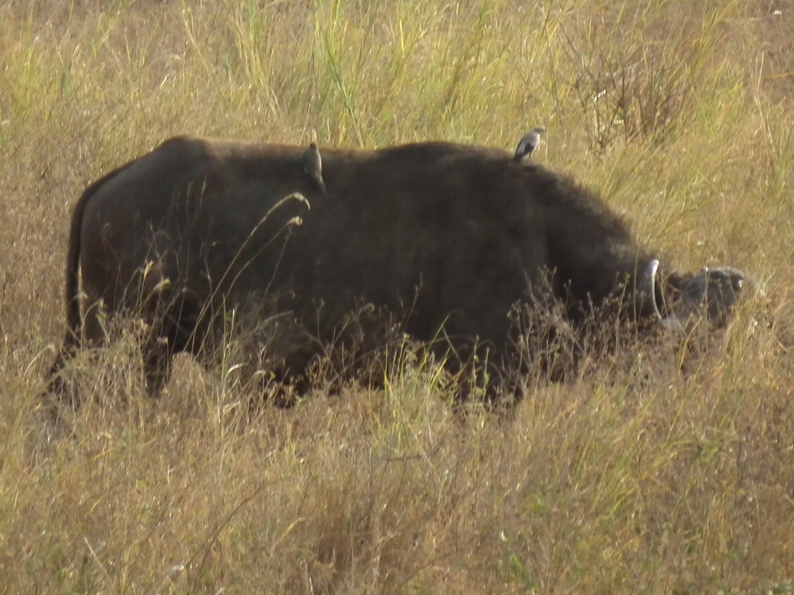 African Buffalo Syncerus caffer in Tanzania 3351 cropped Nevit — Selous Buffalo Focus — 10 Days, Tanzania hunt package