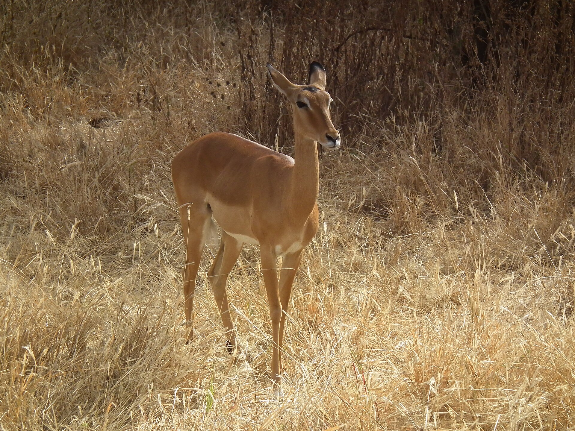 Aepyceros melampus Impala in Tanzania 0821 Nevit — Selous Plains Short — 7 Days, Tanzania hunt package