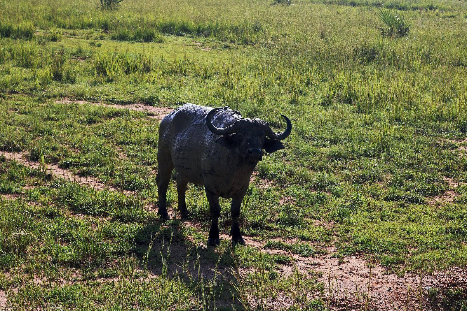 Buffalo shotly after leaving a mudpit from the banks of river nile in Uganda ( murchision — Uganda Buffalo — 10 Days, Uganda hunt package