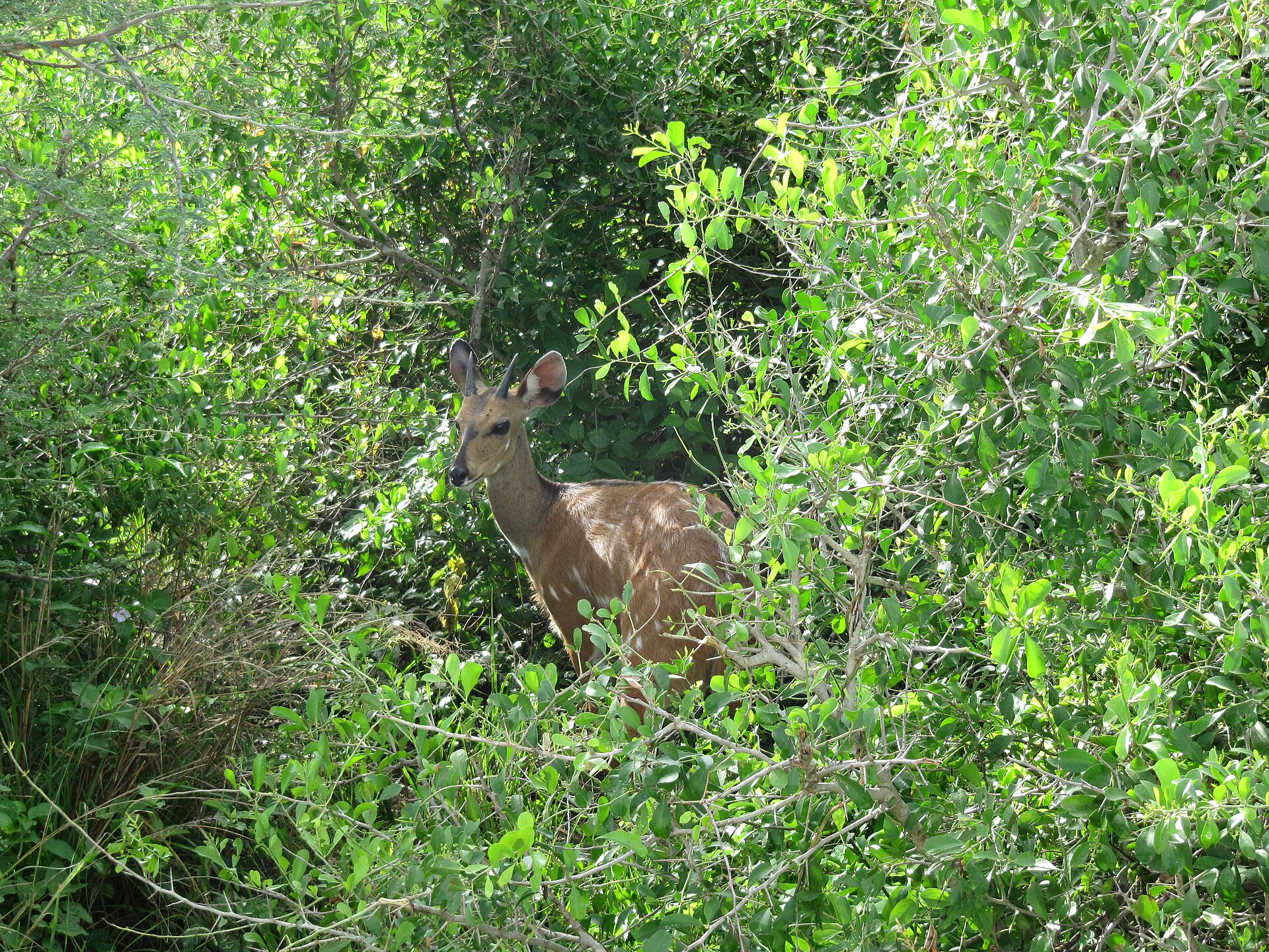 Bushbuck in Murchison Falls National Park — Central Uganda Wetland & Plains — 7 Days, Uganda hunt package