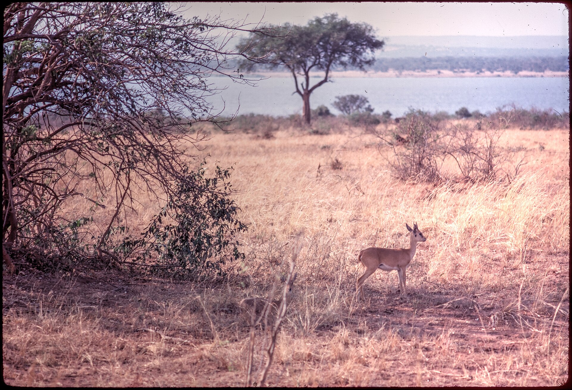 1972-1-5 Uganda - Murchison Falls National Park - Oribi — Karamoja Plains — 10 Days, Uganda hunt package