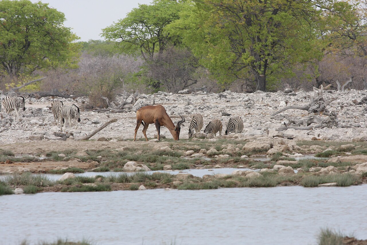 Hartebeest in habitat — Karamoja Plains — 10 Days, Uganda hunt package