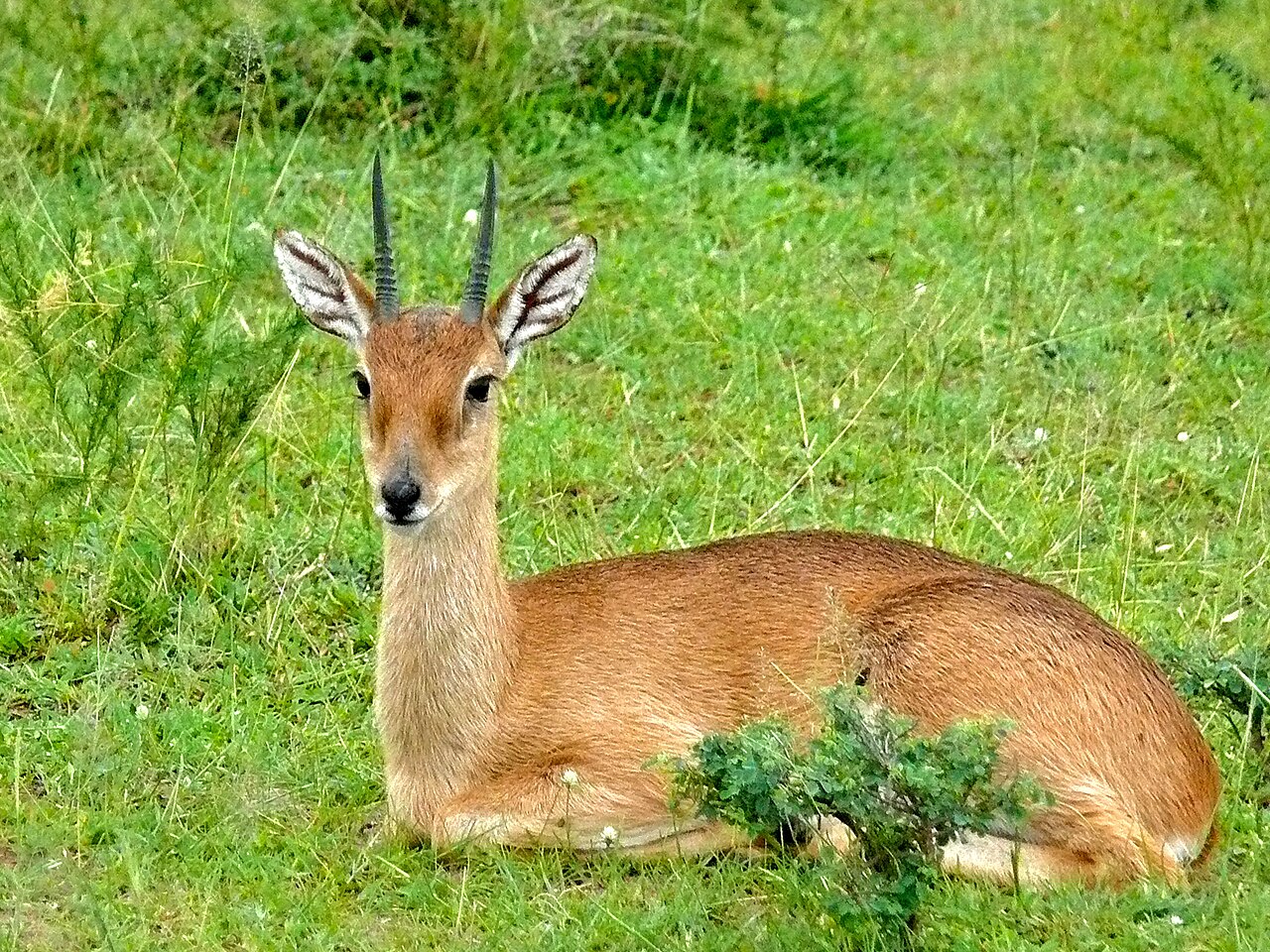 Oribi in habitat — Karamoja Plains — 10 Days, Uganda hunt package