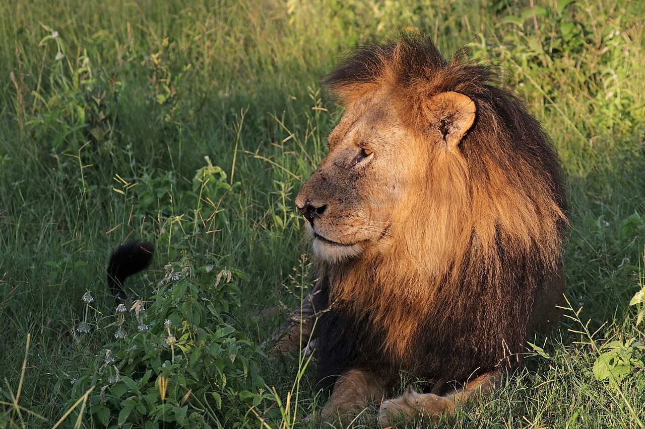 African Lion in habitat — Northern Lion Quest — 21 Days, Uganda hunt package