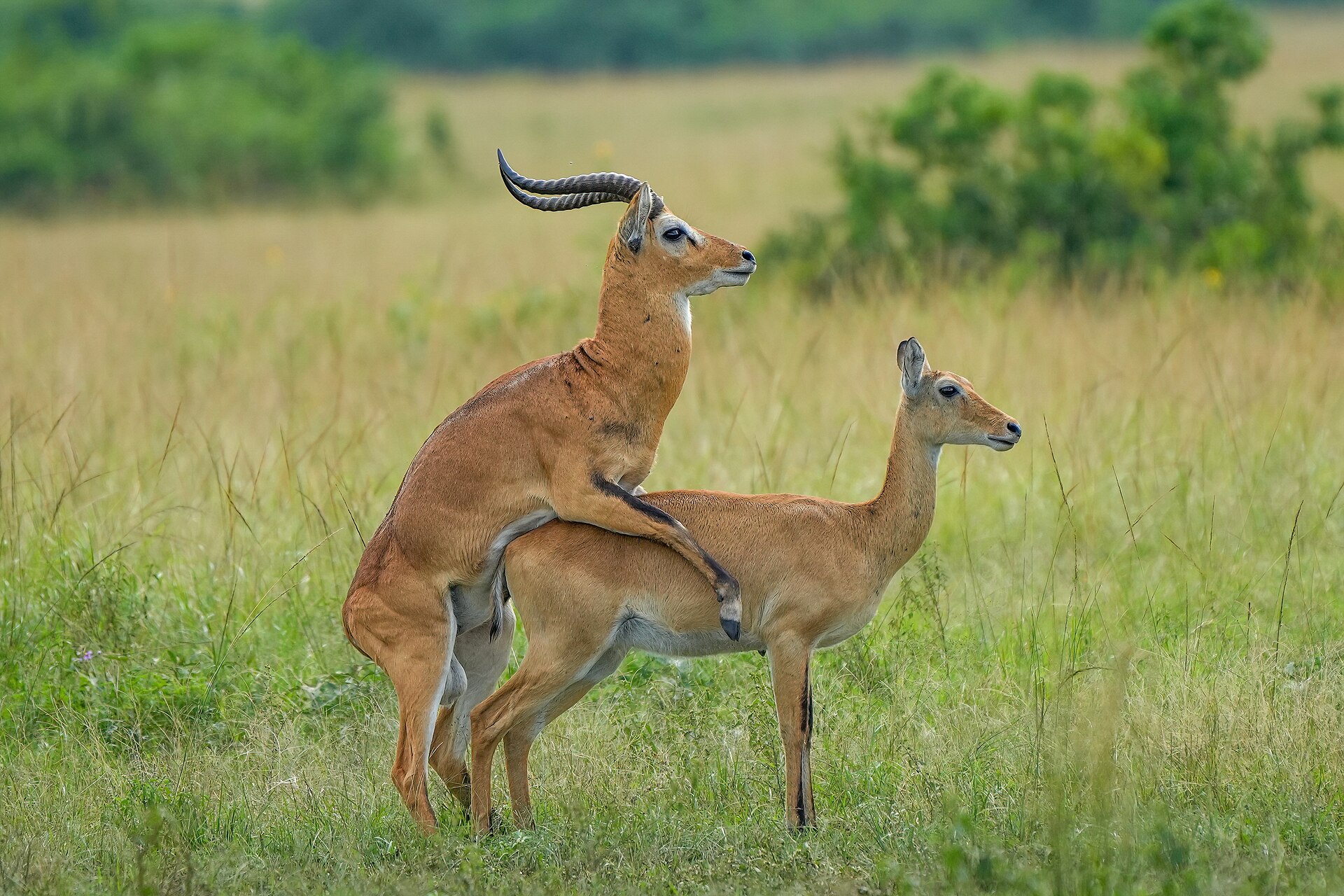 035 Uganda kobs mating at Queen Elizabeth National Park Photo by Giles Laurent — Western Bow Kob — 7 Days, Uganda hunt package
