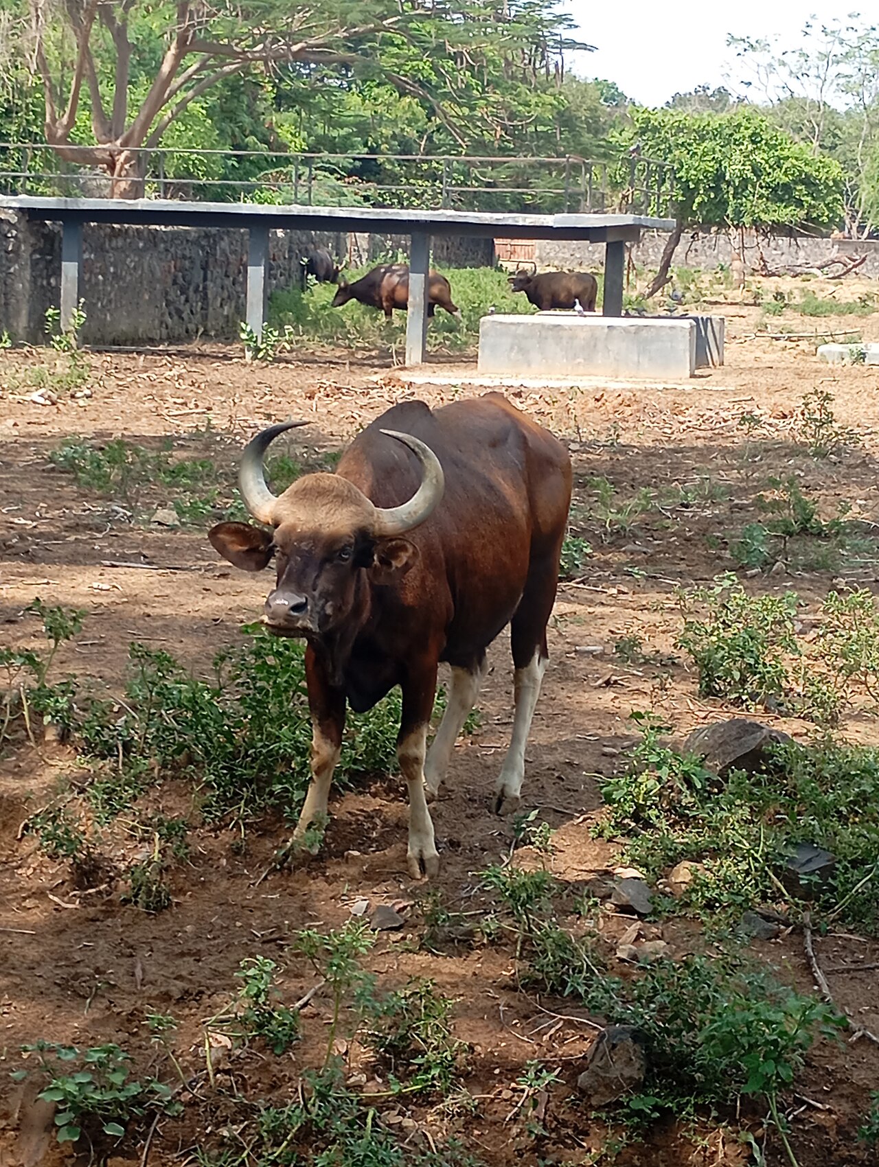 Forest Buffalo in habitat — Western Forest Buffalo Intro — 12 Days, Uganda hunt package